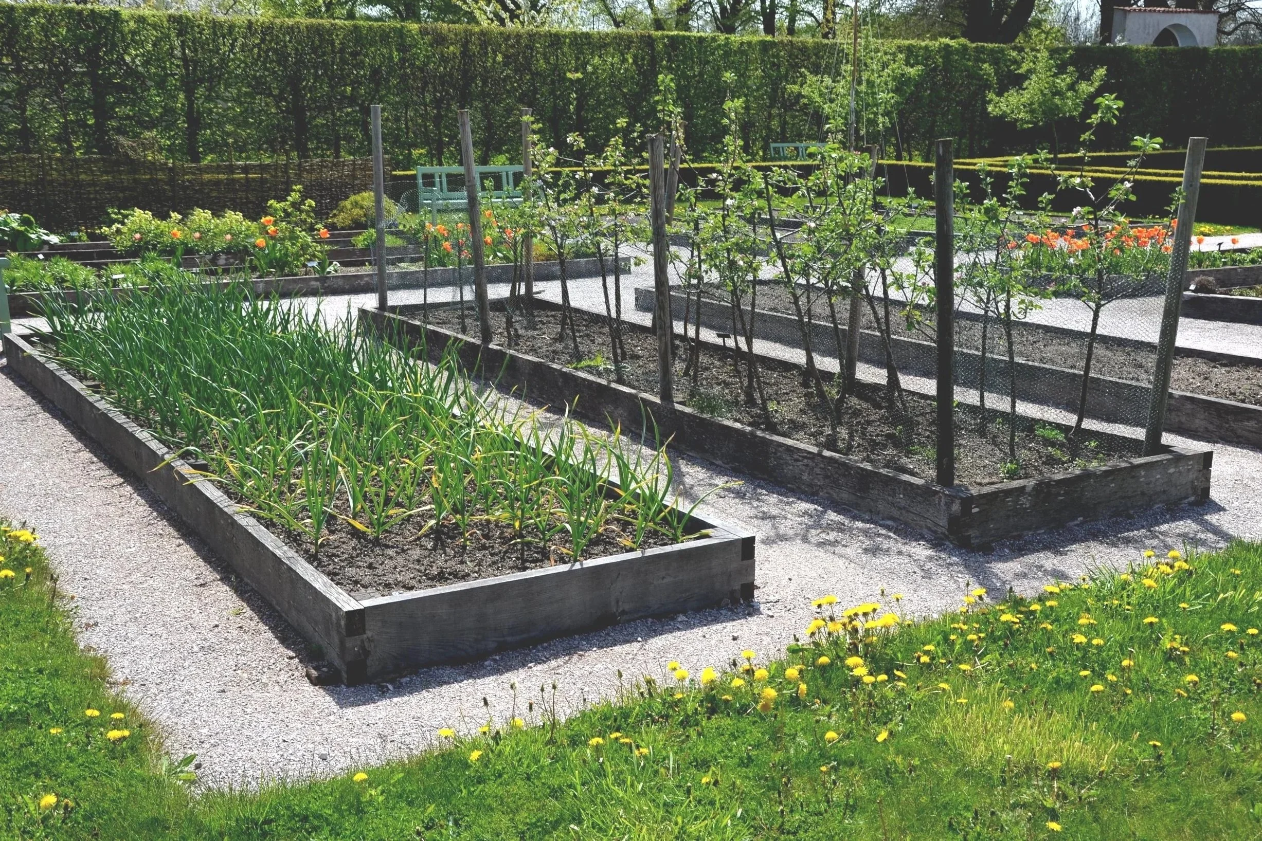 Raised beds in a traditional kitchen garden layout