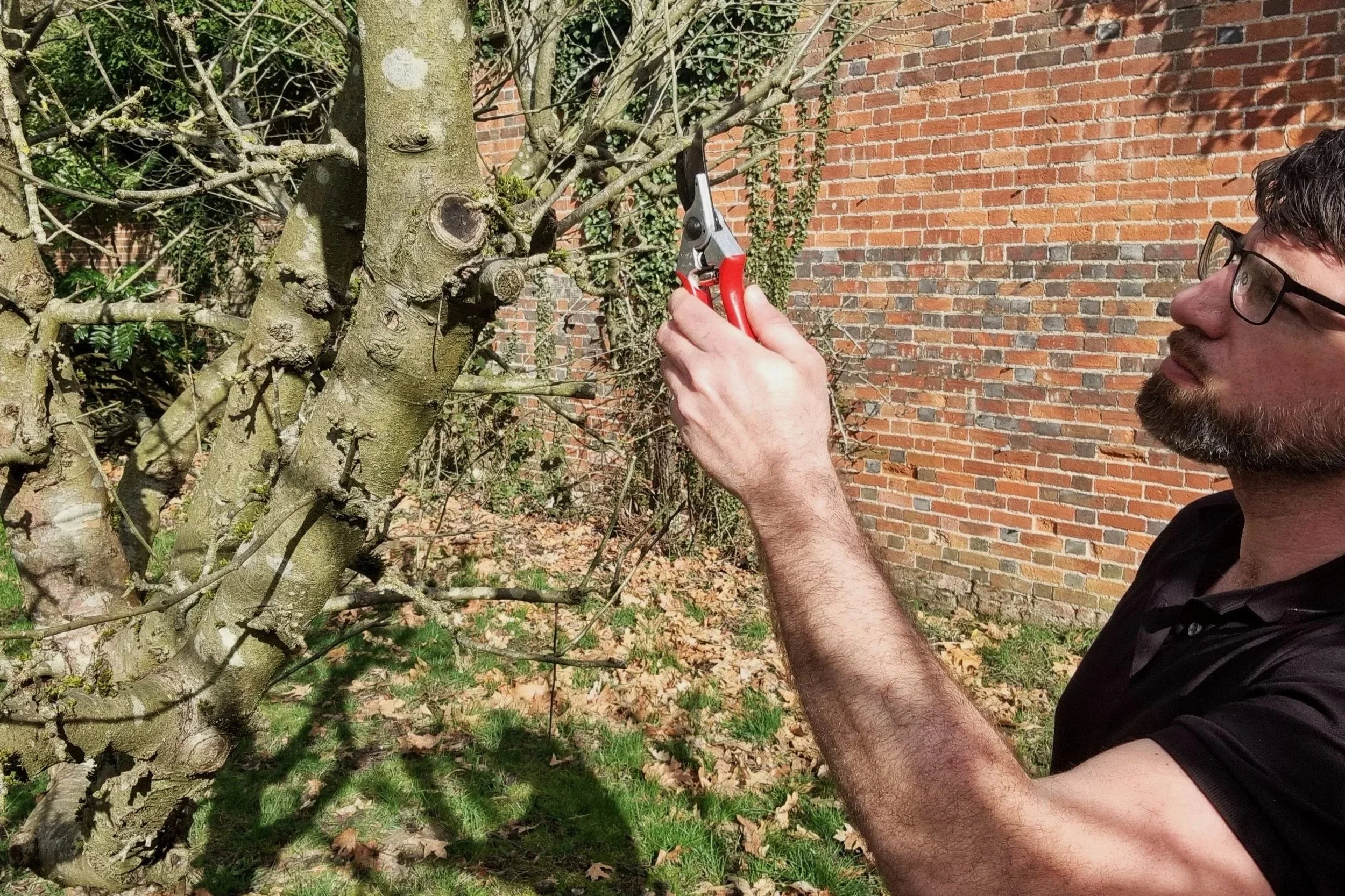 Fruit tree pruning specialist trimming apple tree in orchard