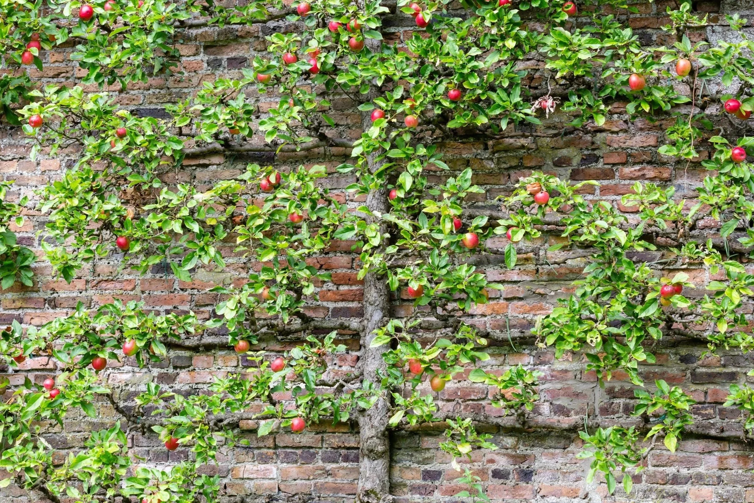 Espalier apple tree trained against a brick garden wall with ripening fruit
