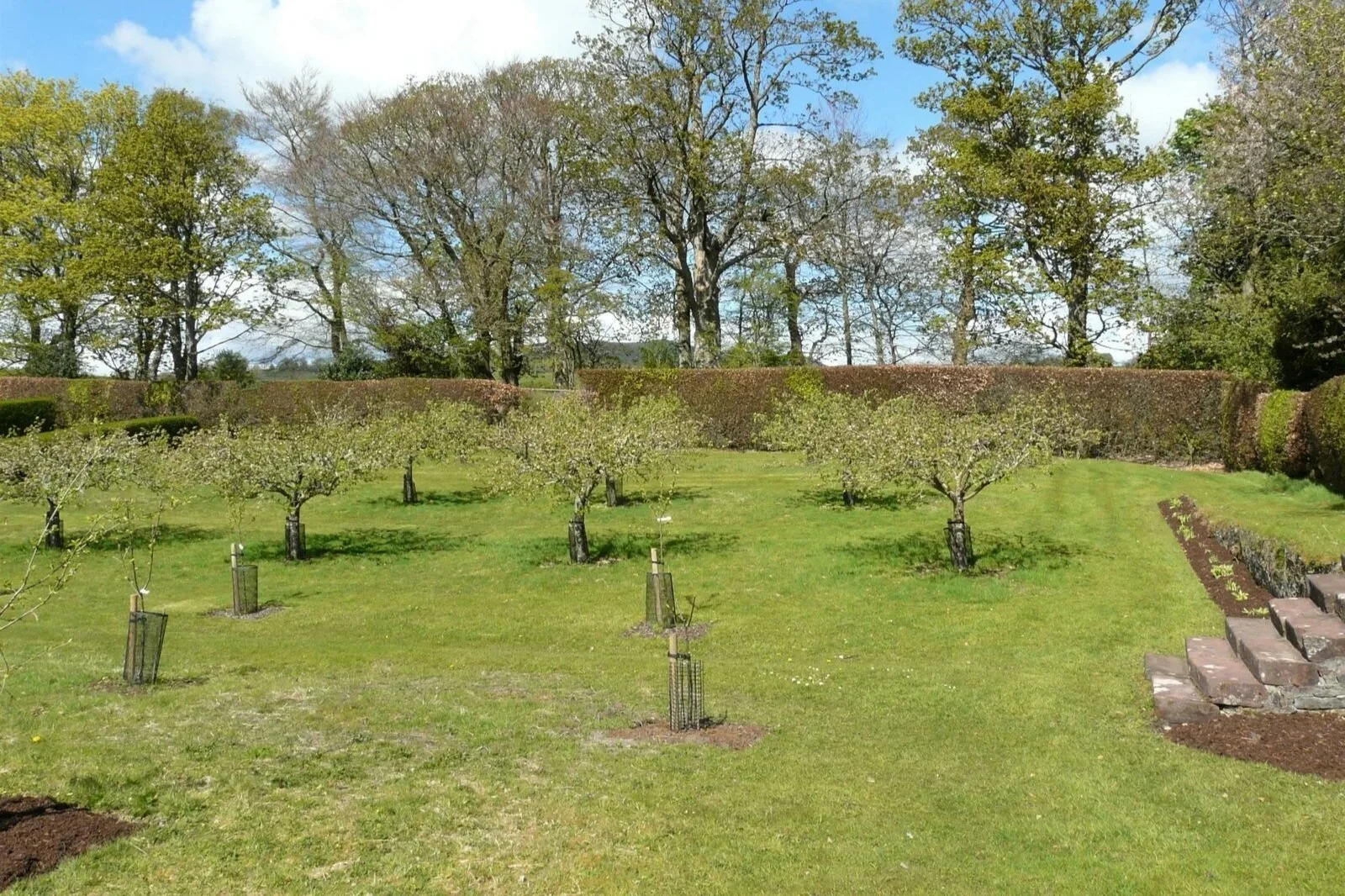 Young Fruit trees planted in a developing orchard landscape