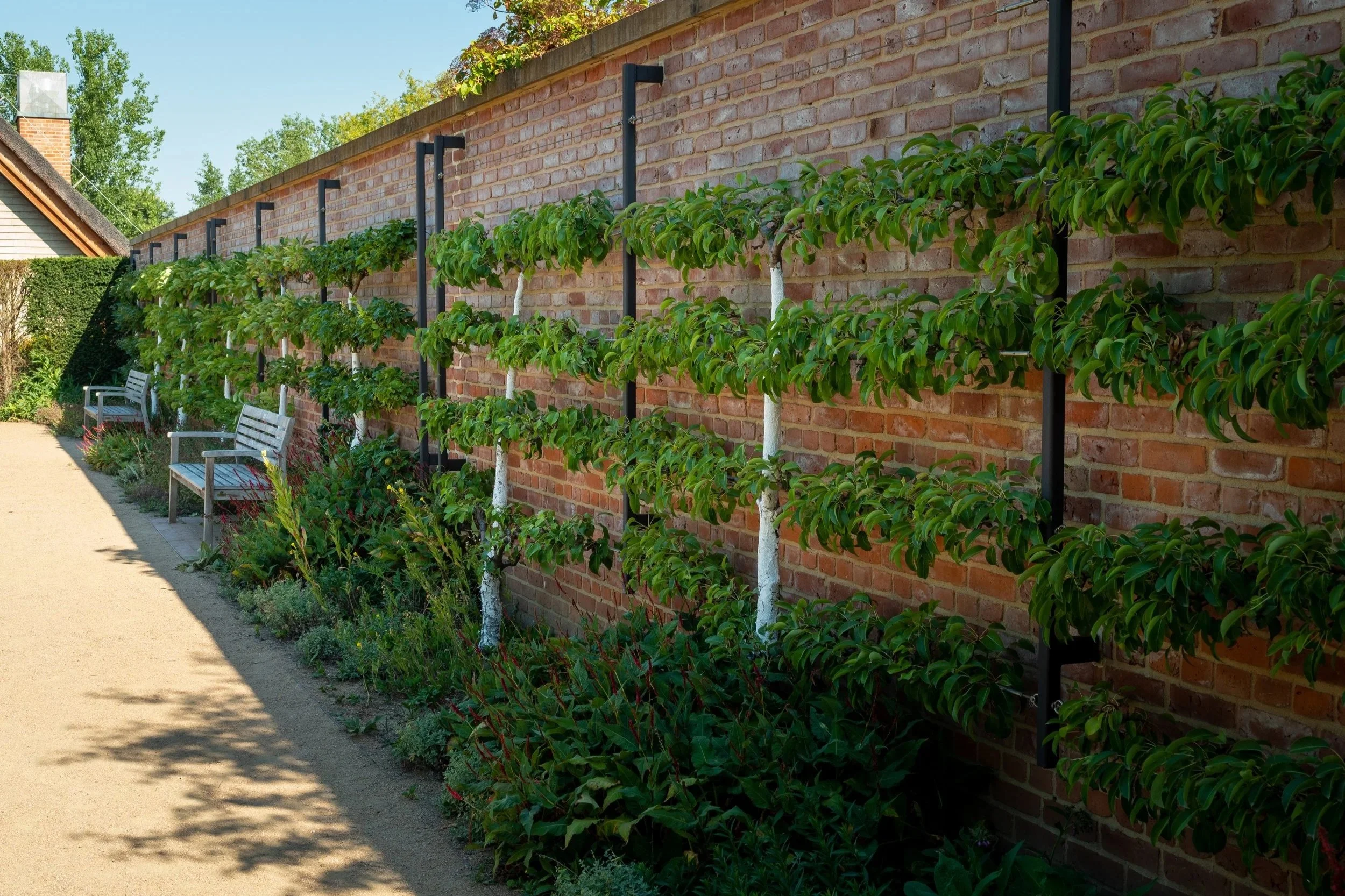 Espalier trees growing along a wall in a traditional kitchen garden