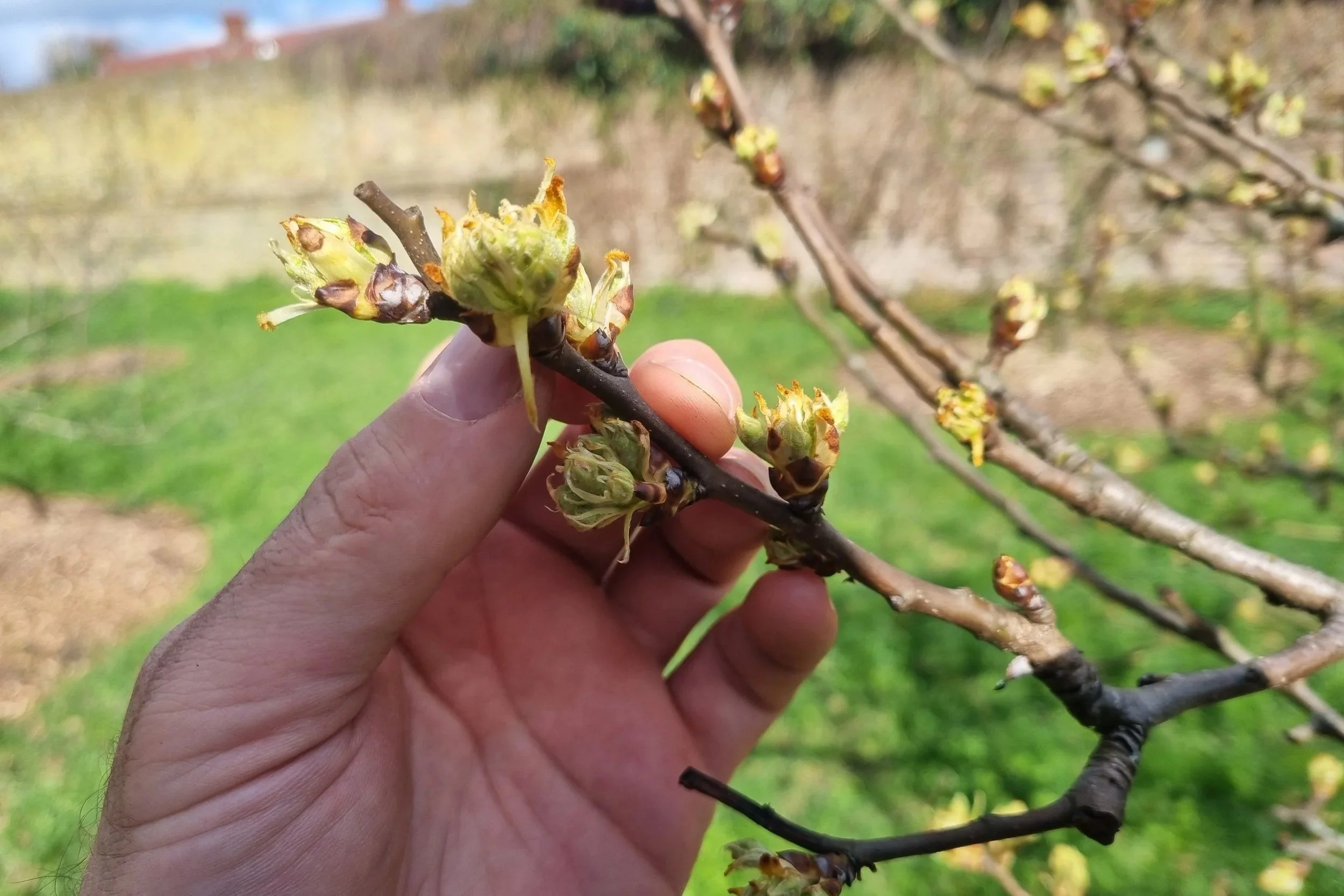 Close inspection of fruit tree blossom buds in an orchard