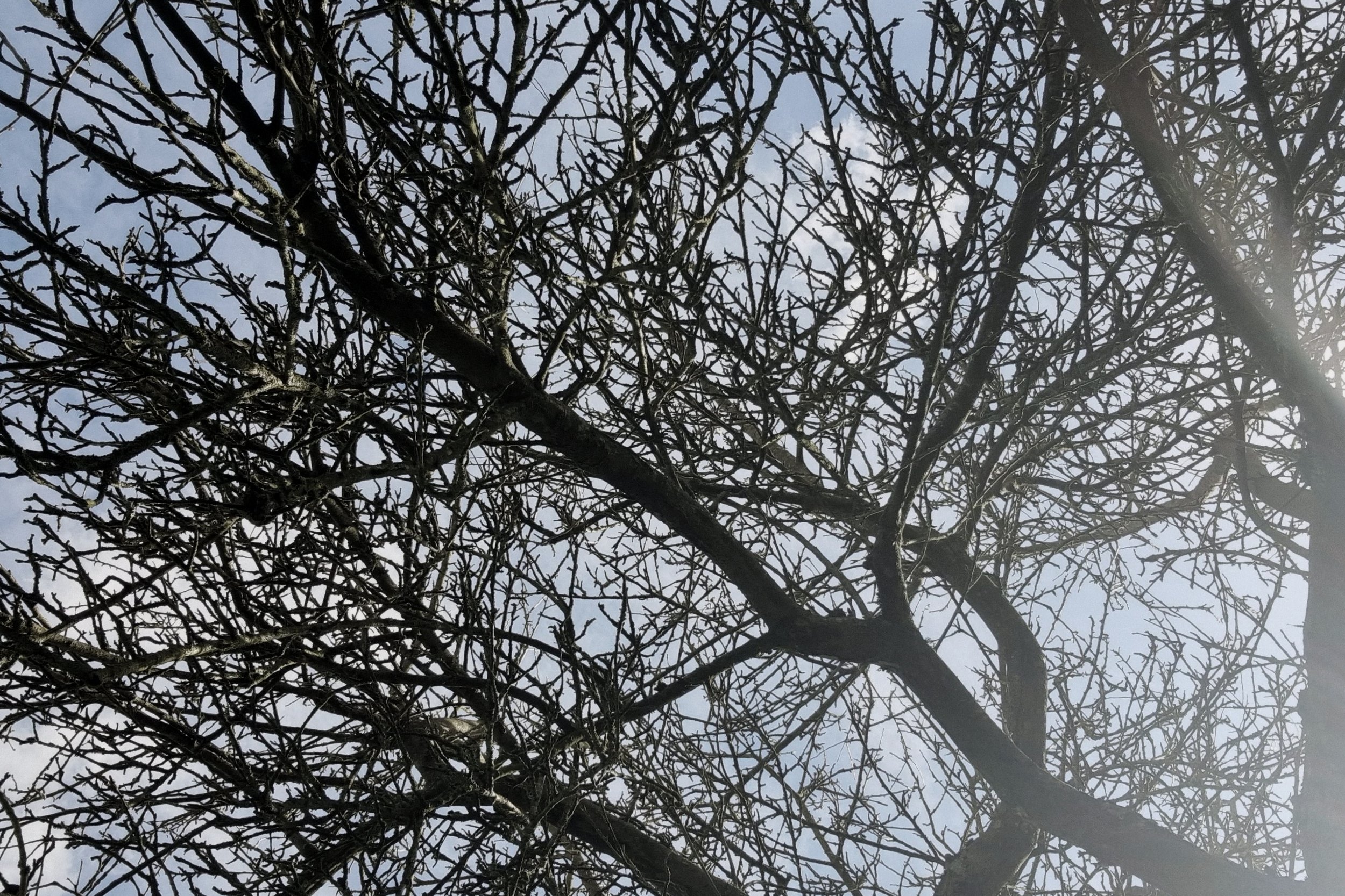 Winter branch structure of a mature fruit tree canopy
