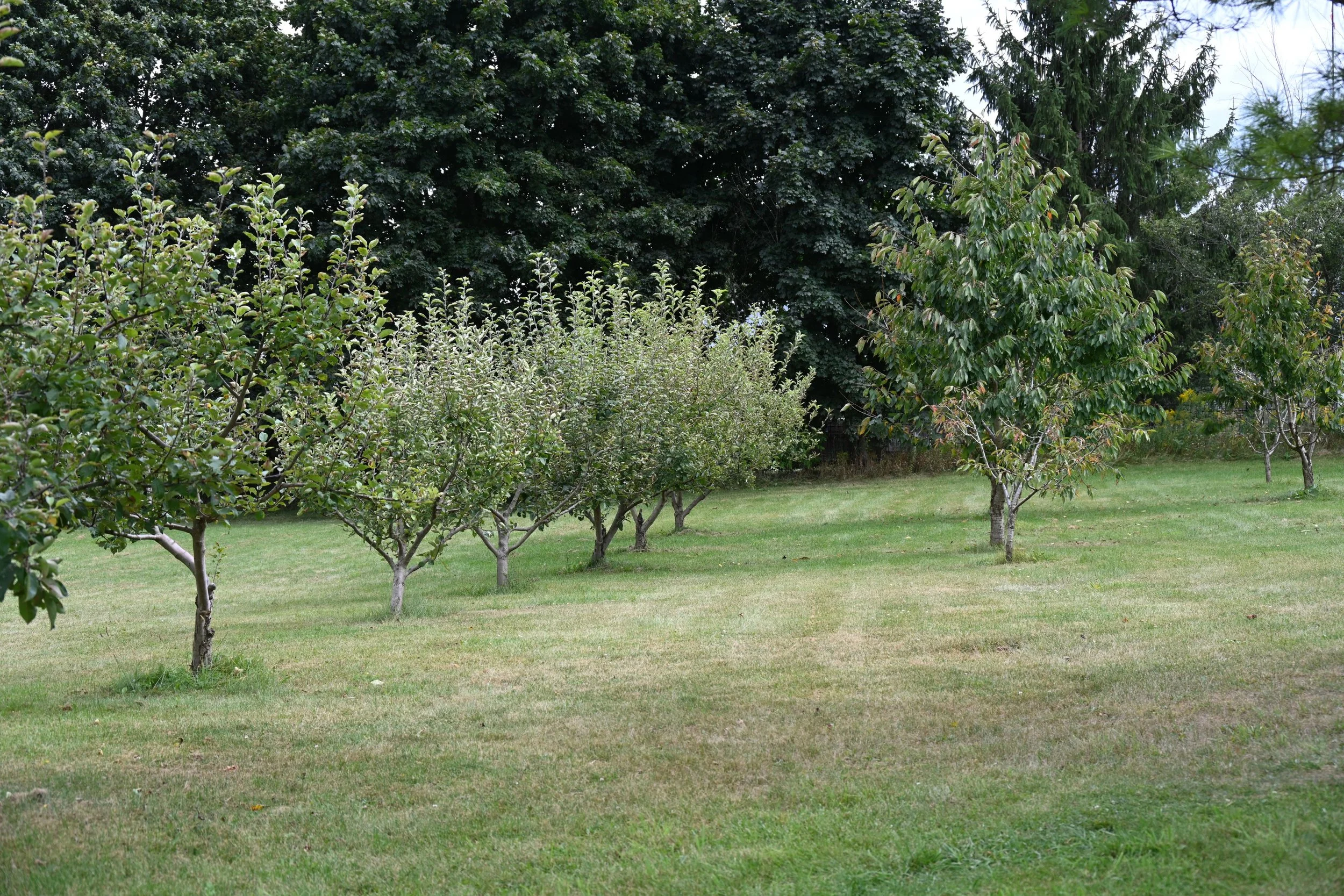 Mixed fruit trees growing in a traditional garden orchard
