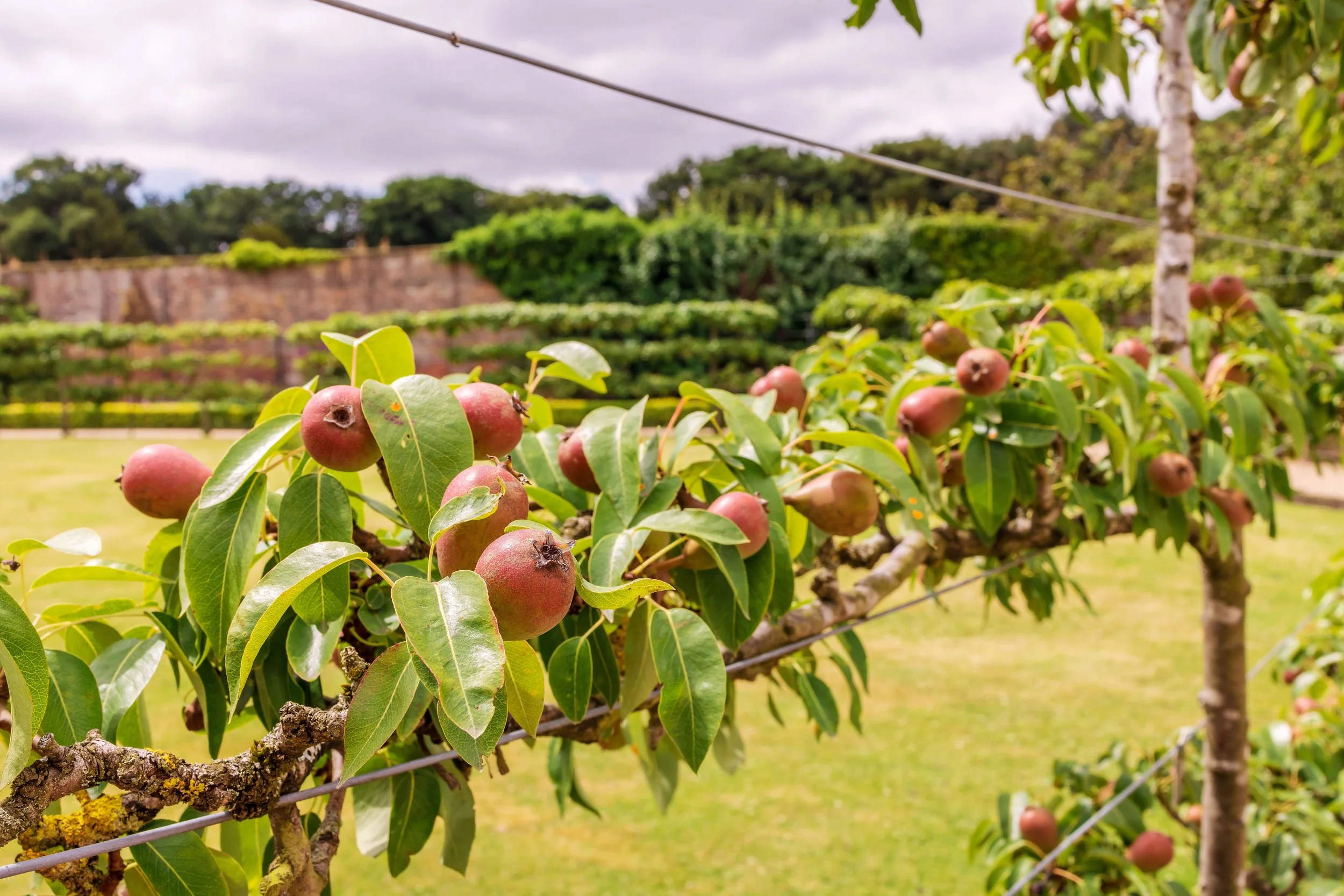Trained espalier pear tree growing along support wires with fruit