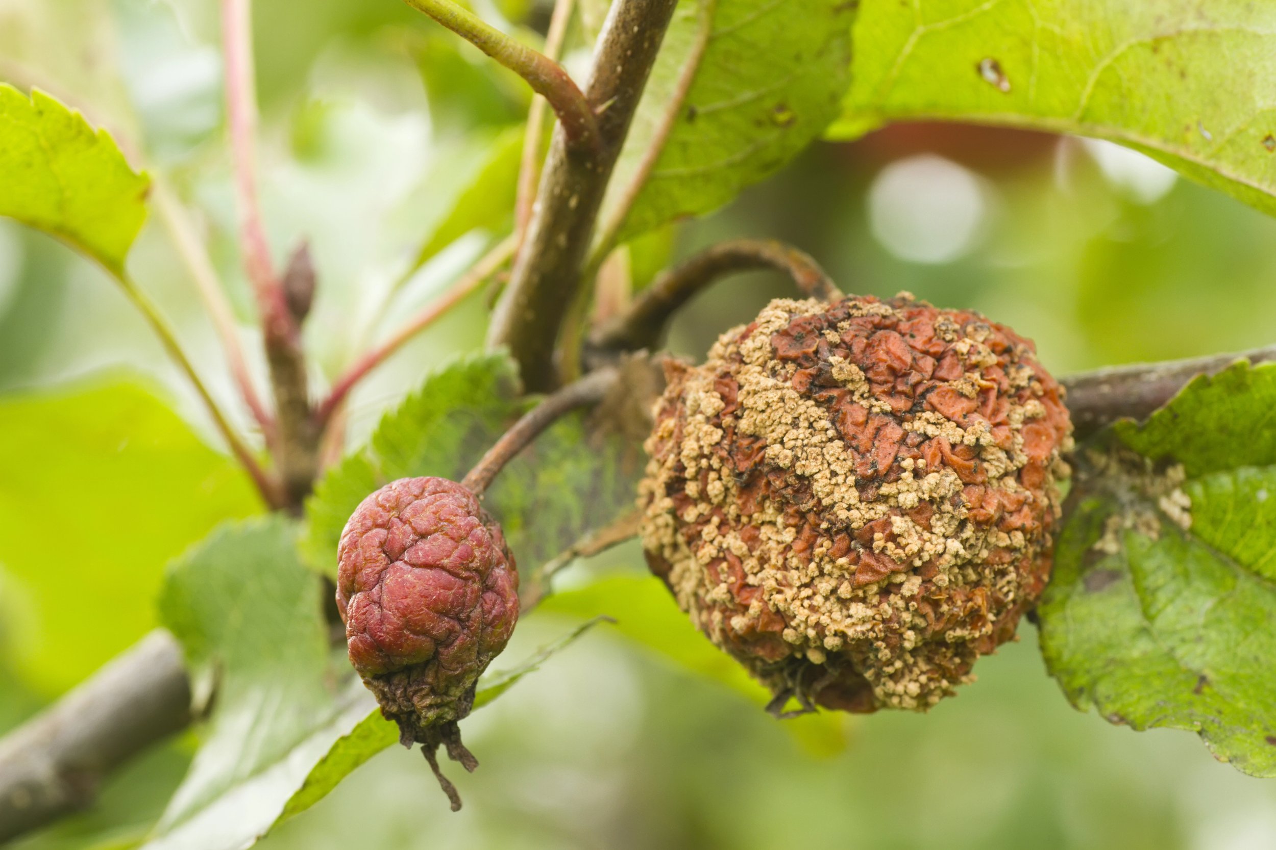 Apple affected by brown rot disease on a fruit tree branch