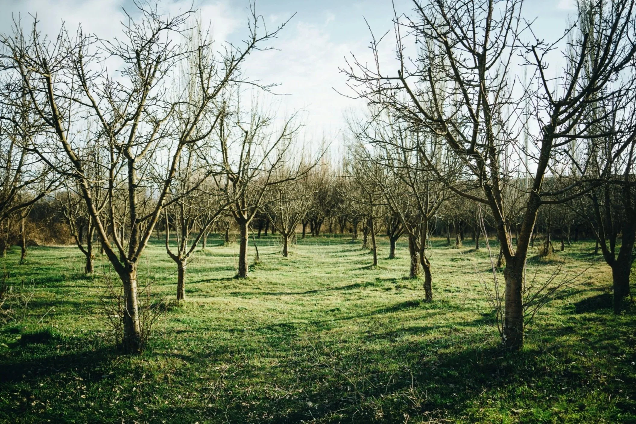 Rows of mature fruit trees growing in a traditional orchard