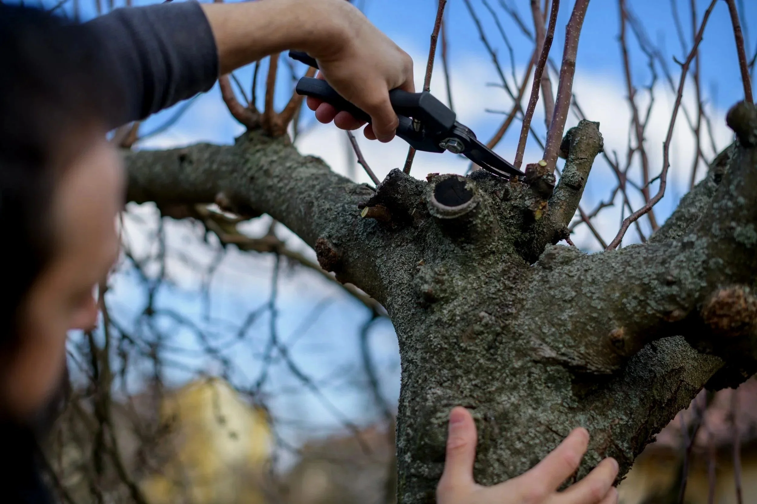 Structural pruning of a mature fruit tree branch using pruning secateurs