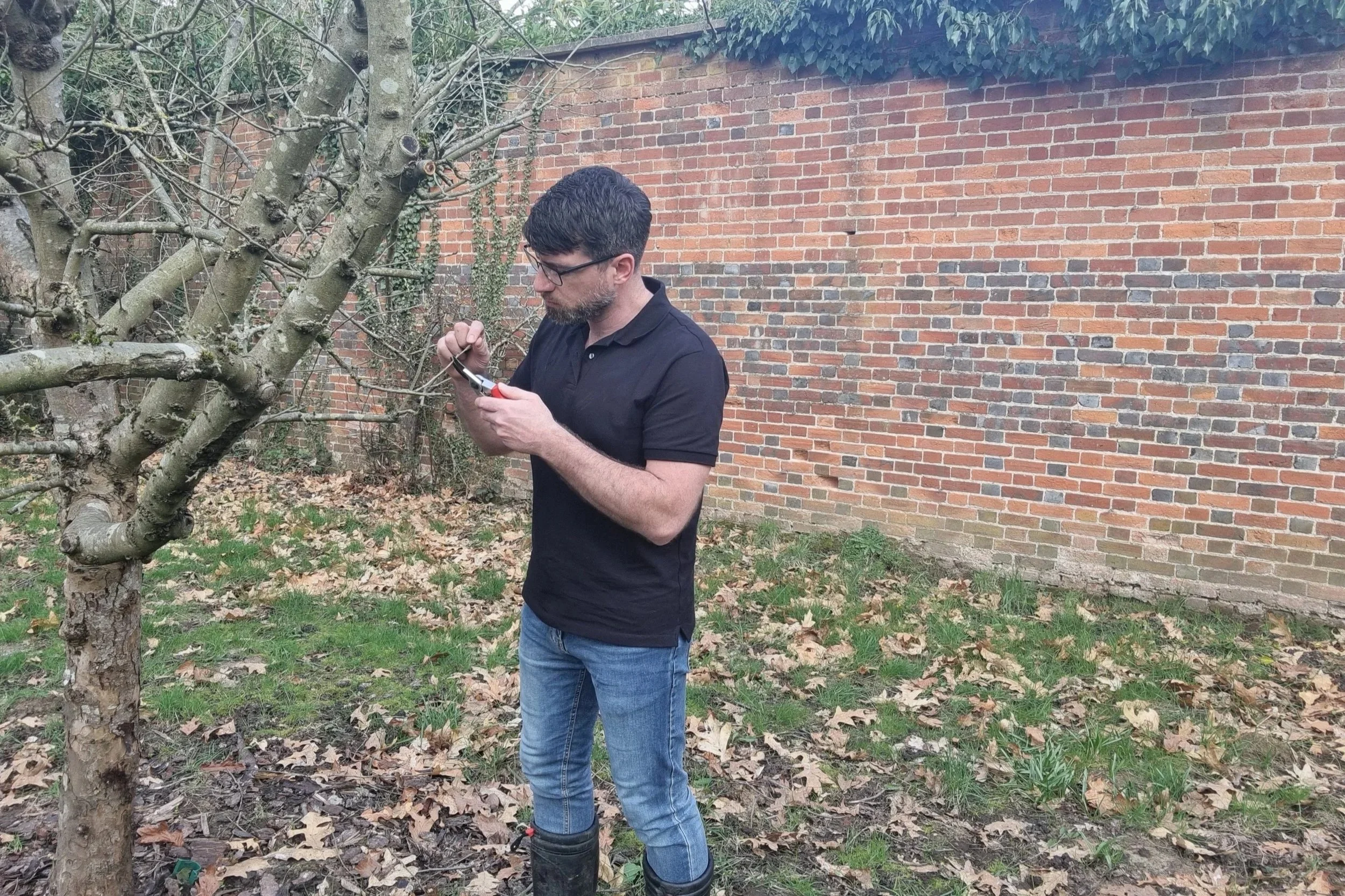 Fruit tree pruning in a traditional orchard garden