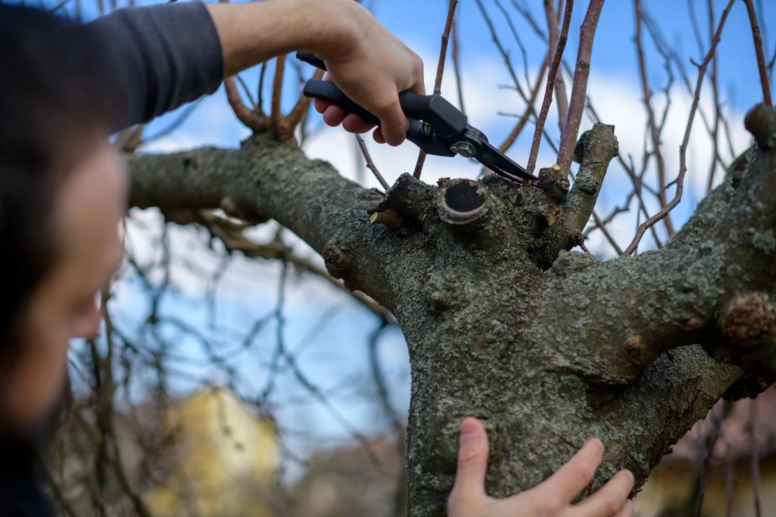 Structural pruning of a mature fruit tree branch using pruning secateurs