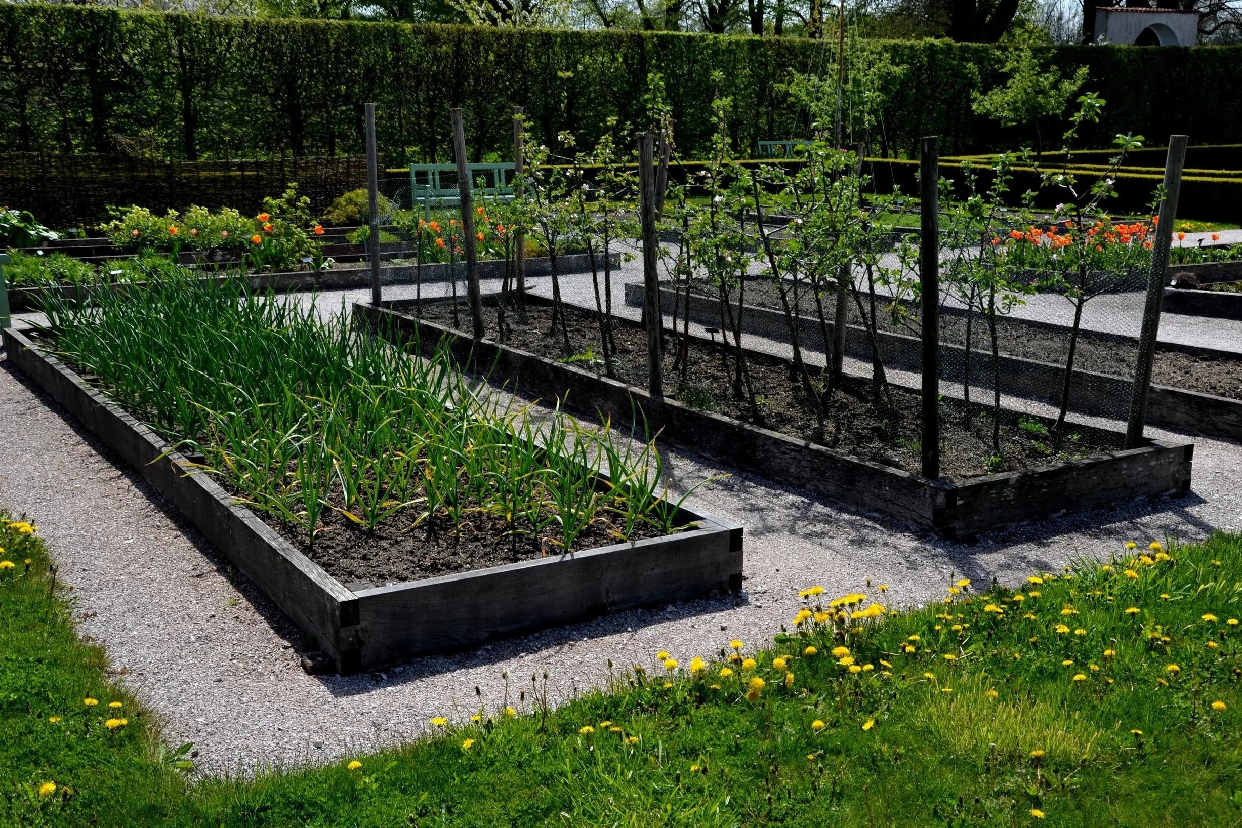 Structured kitchen garden with raised vegetable beds and trained fruit supports