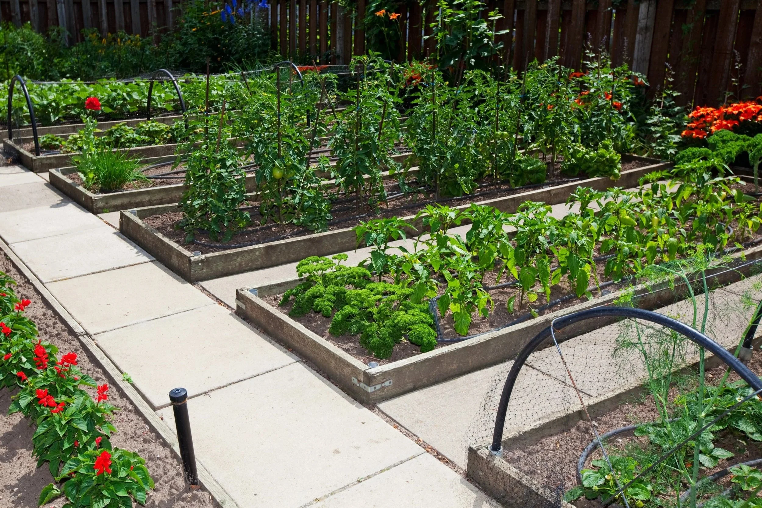 productive kitchen garden with raised beds growing vegetables