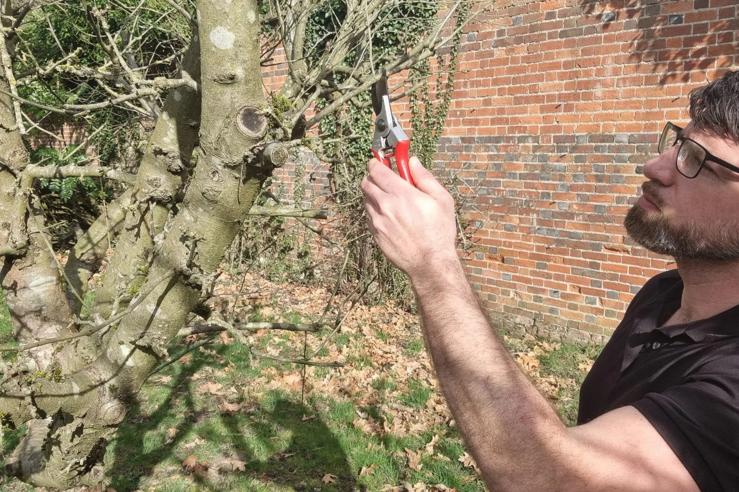 Fruit tree pruning by The Productive Garden Company