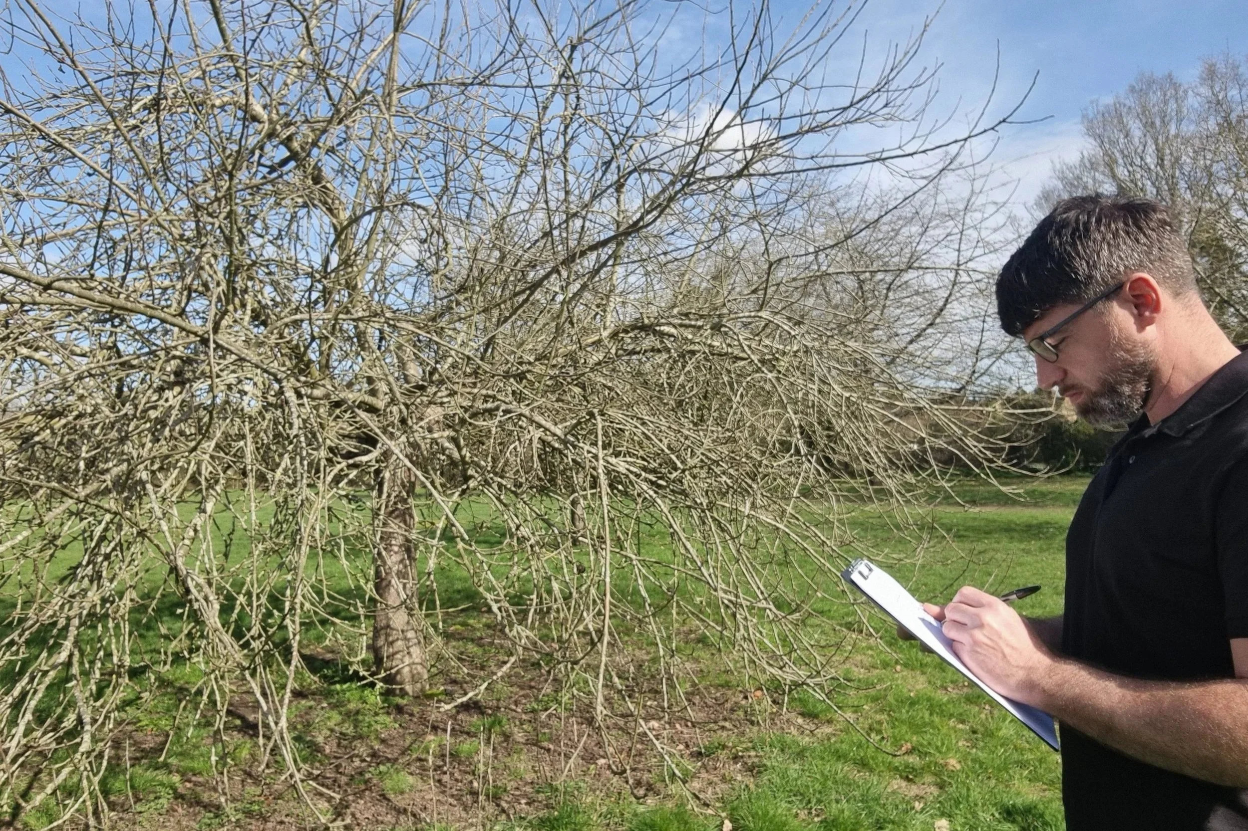Fruit tree specialist examining an apple tree in an orchard
