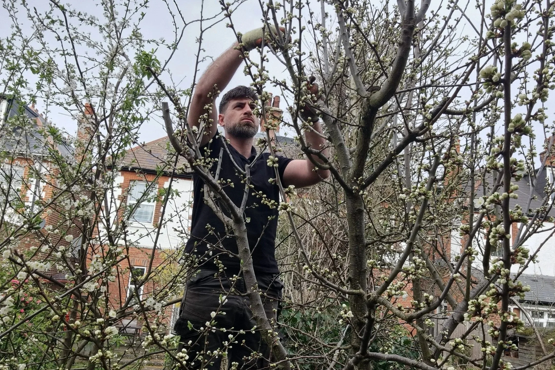 Specialist fruit tree pruning