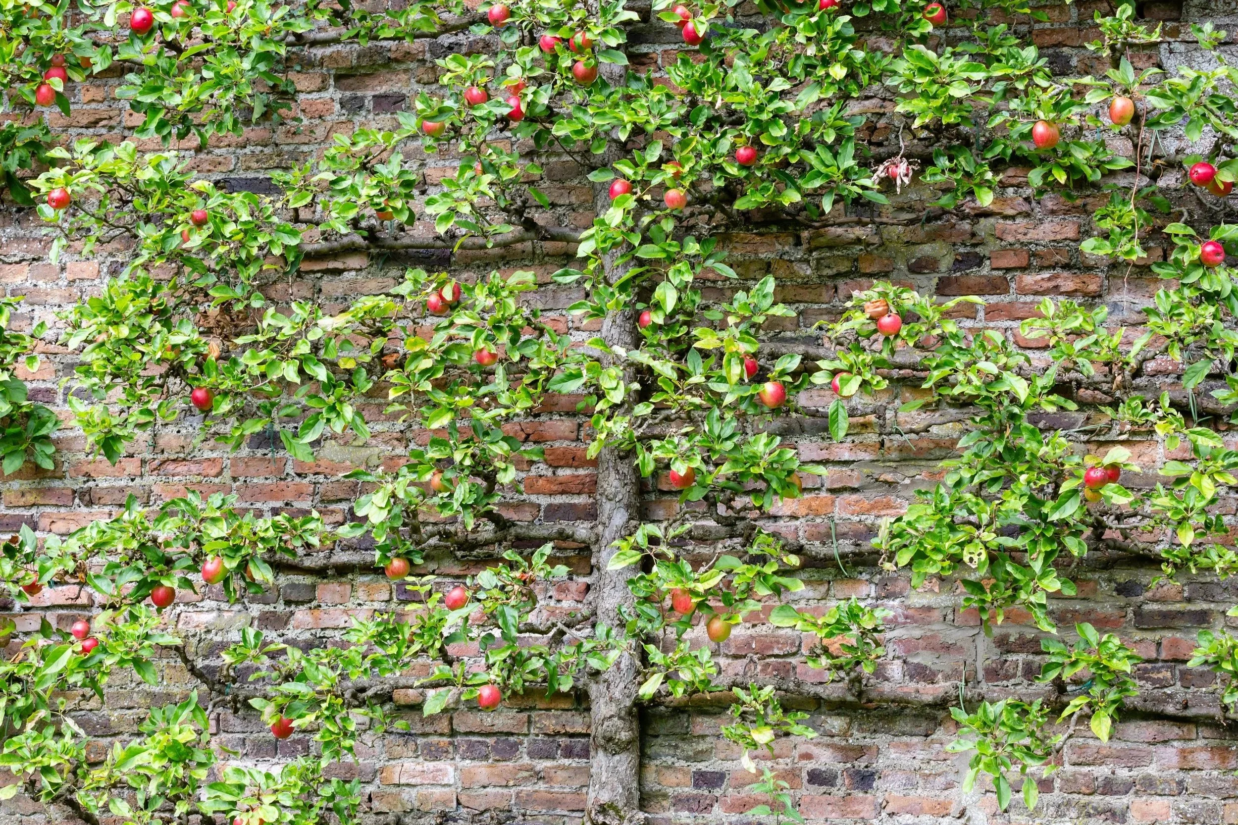 Espelier apple tree trained against a brick garden wall with ripening fruit