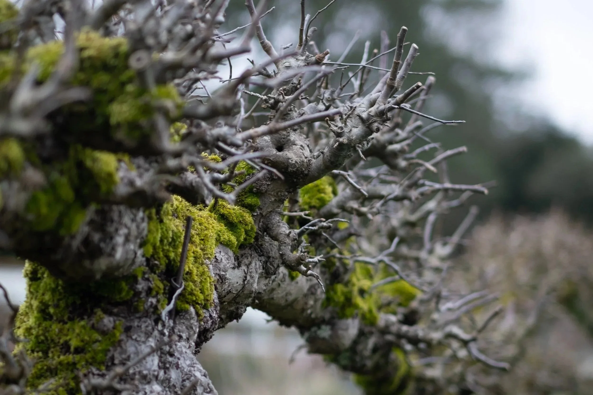 Mature fruit tree branch structure showing old pruning points