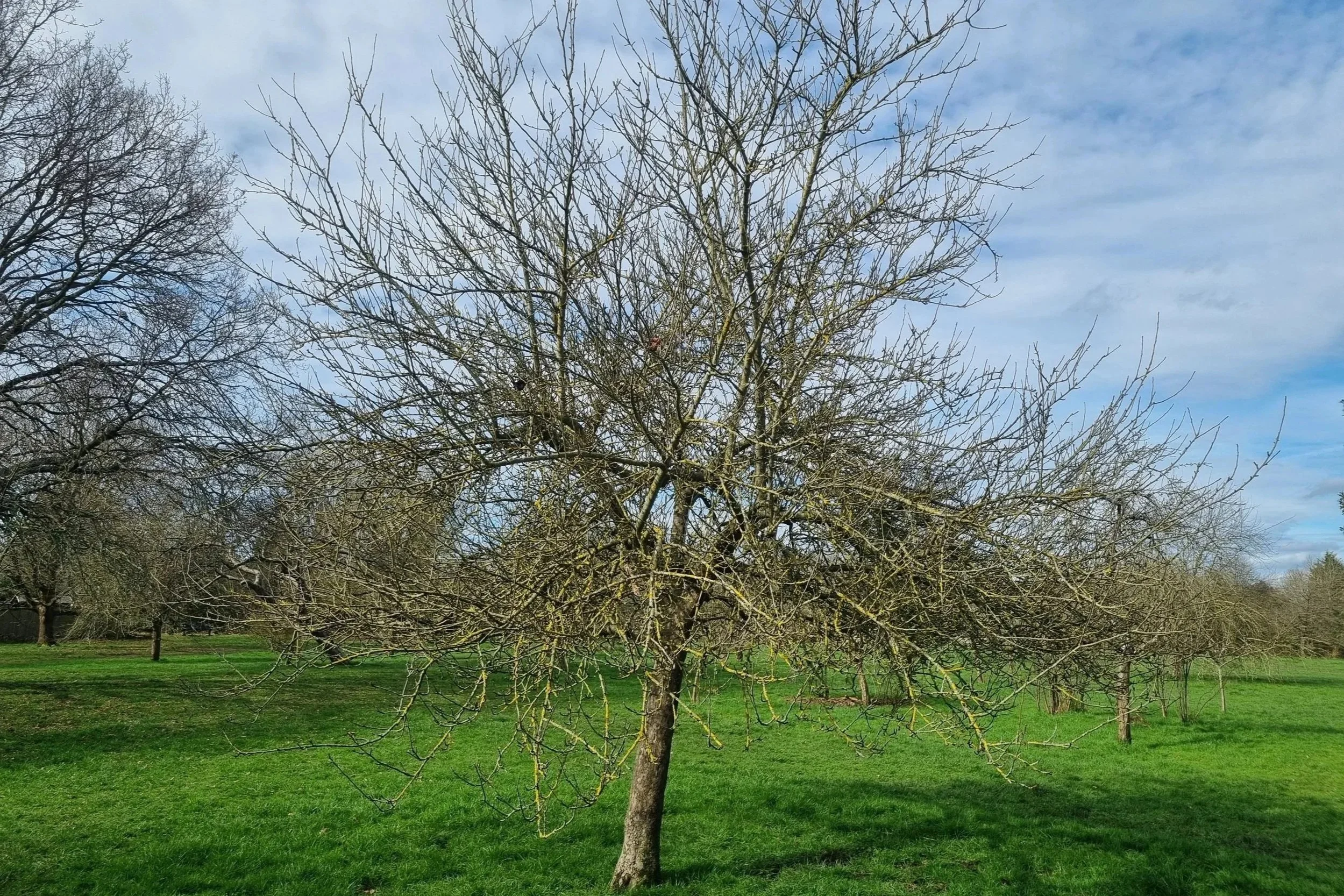 Mature fruit tree showing winter canopy structure in an orchard