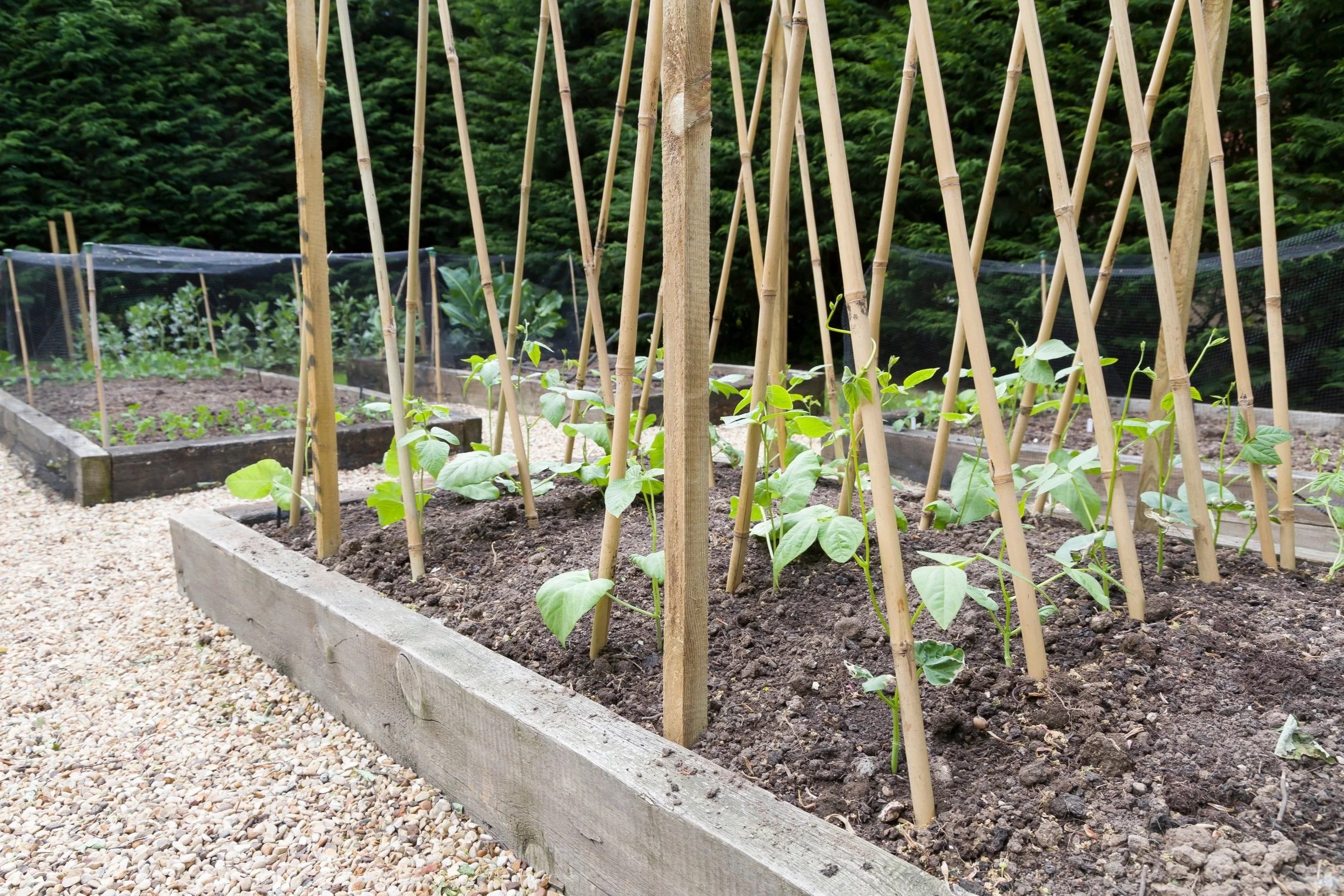 Climbing beans growing on bamboo supports in a raised bed kitchen garden