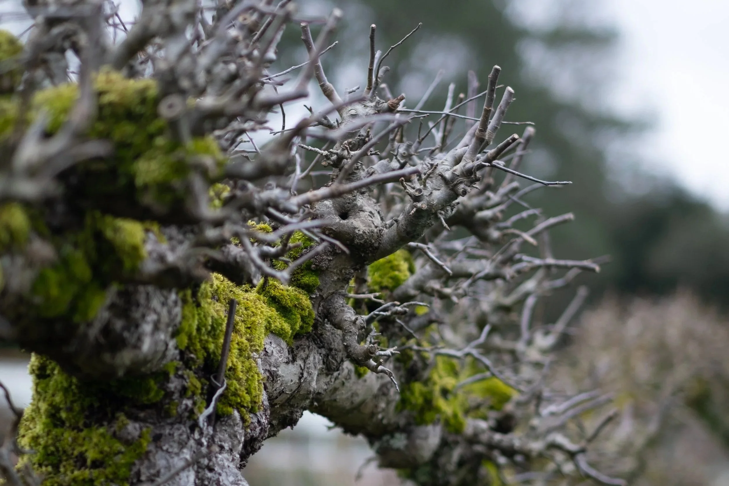 Mature fruit tree branch structure showing old pruning points