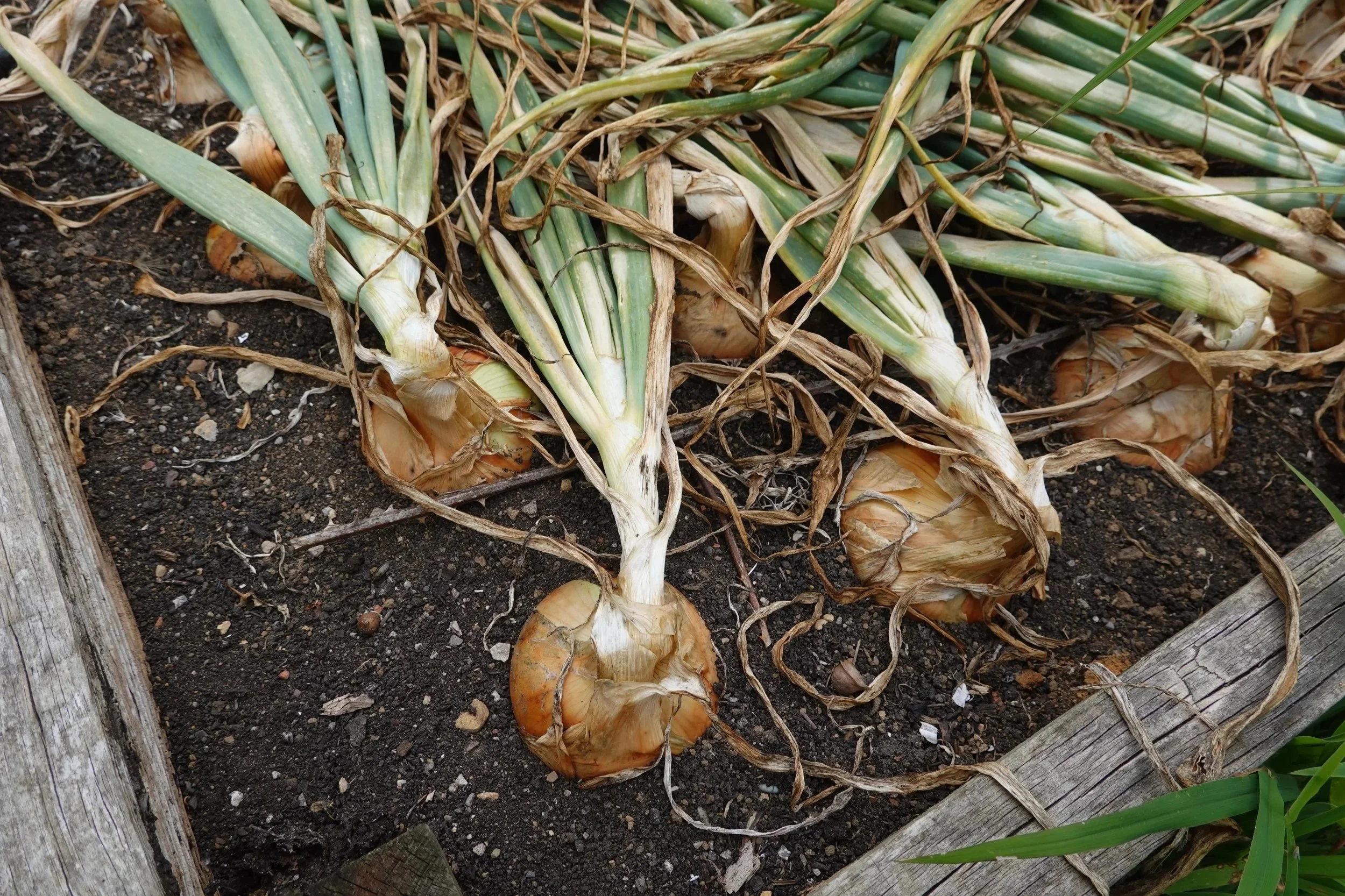 Homegrown onions harvested from a kitchen garden raised bed