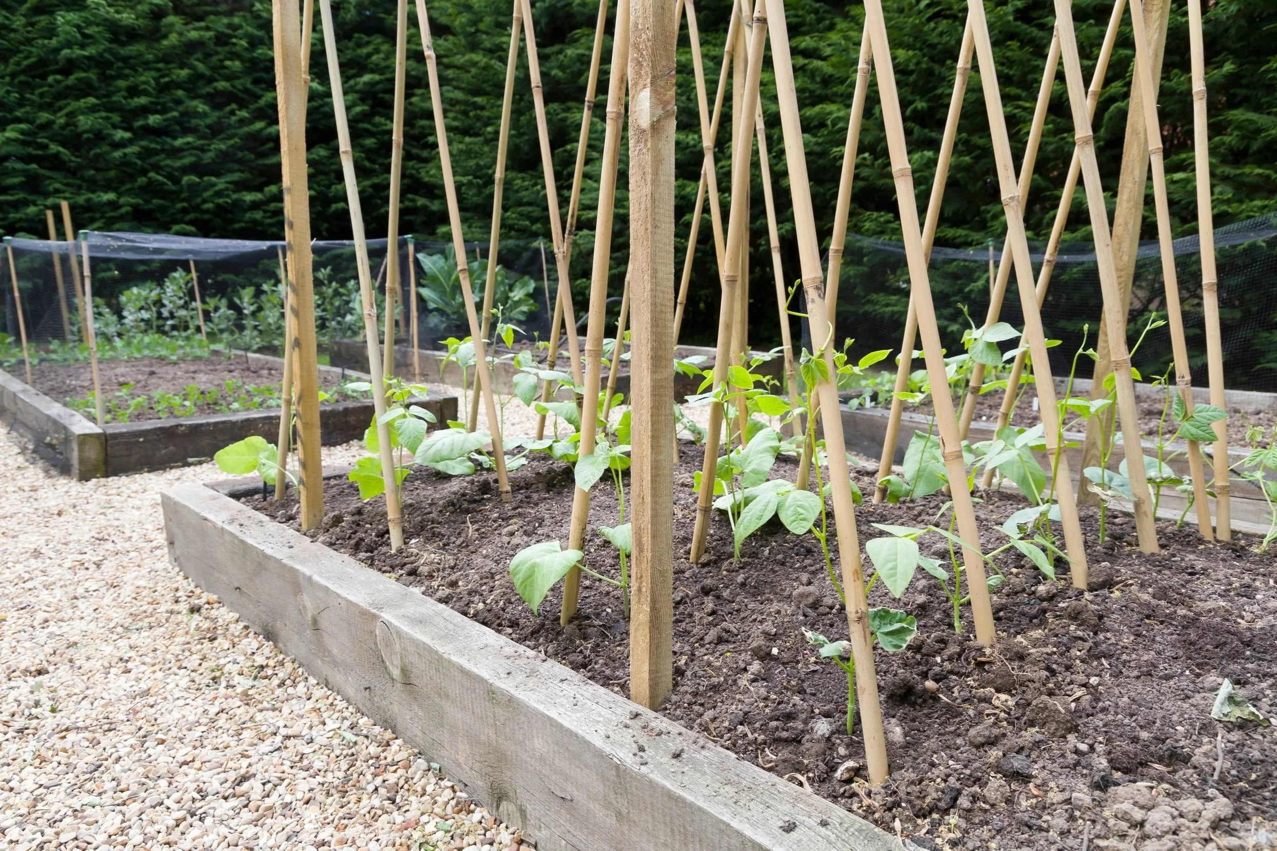 Climbing beans growing on bamboo supports in a raised bed kitchen garden