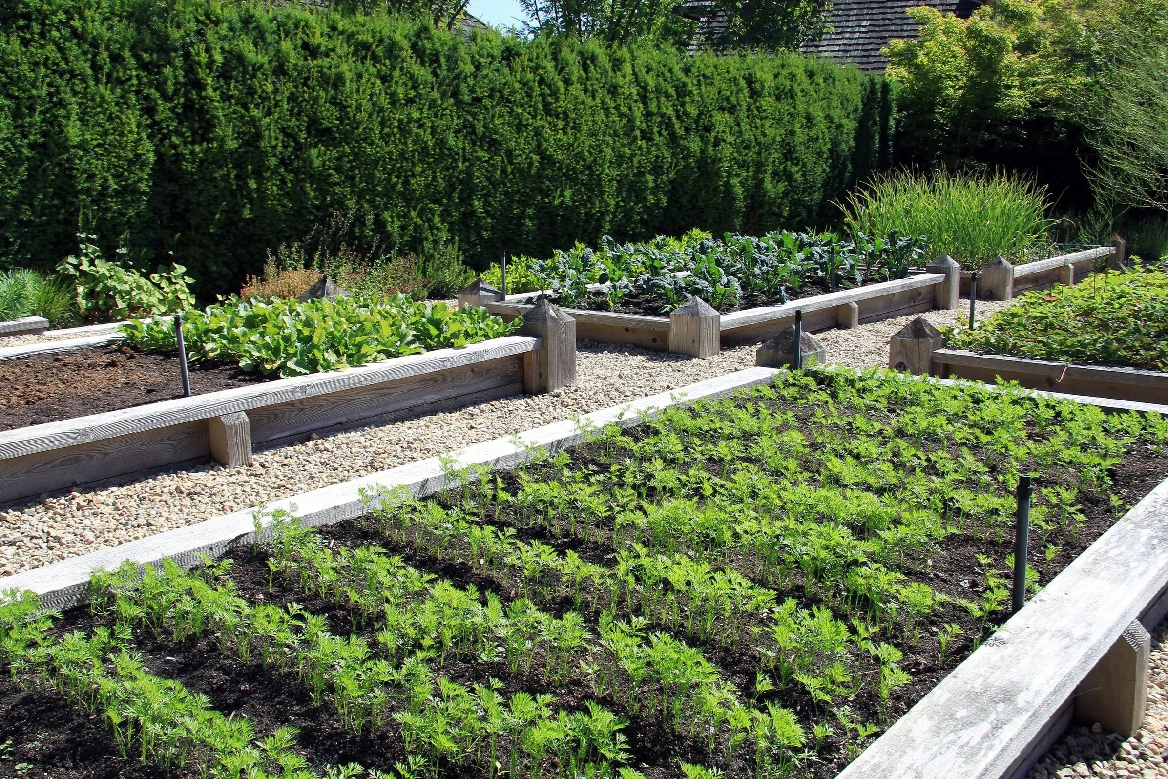 Structured raised bed kitchen garden with organised vegetable planting