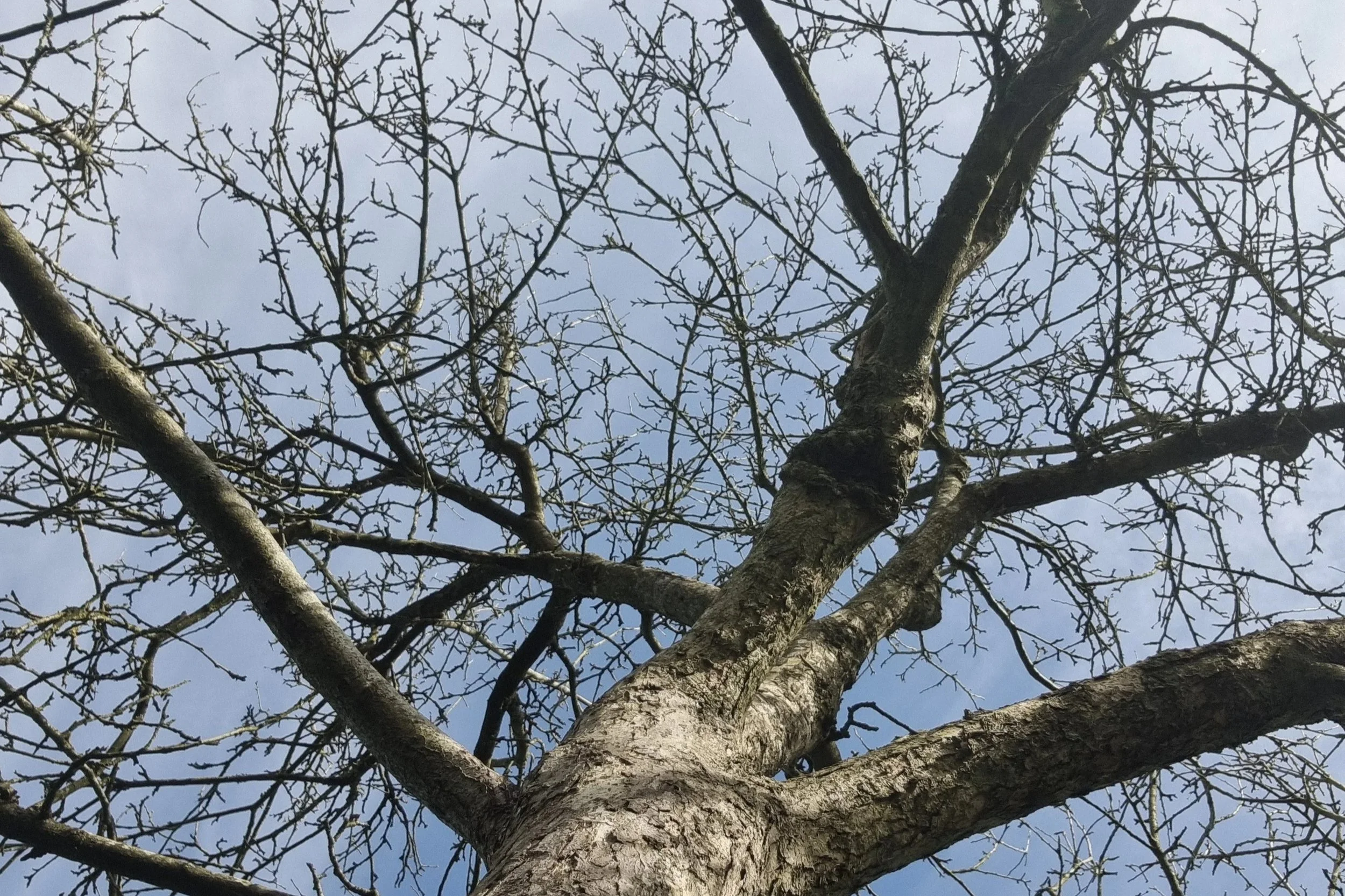 Winter branch structure of a mature apple tree canopy