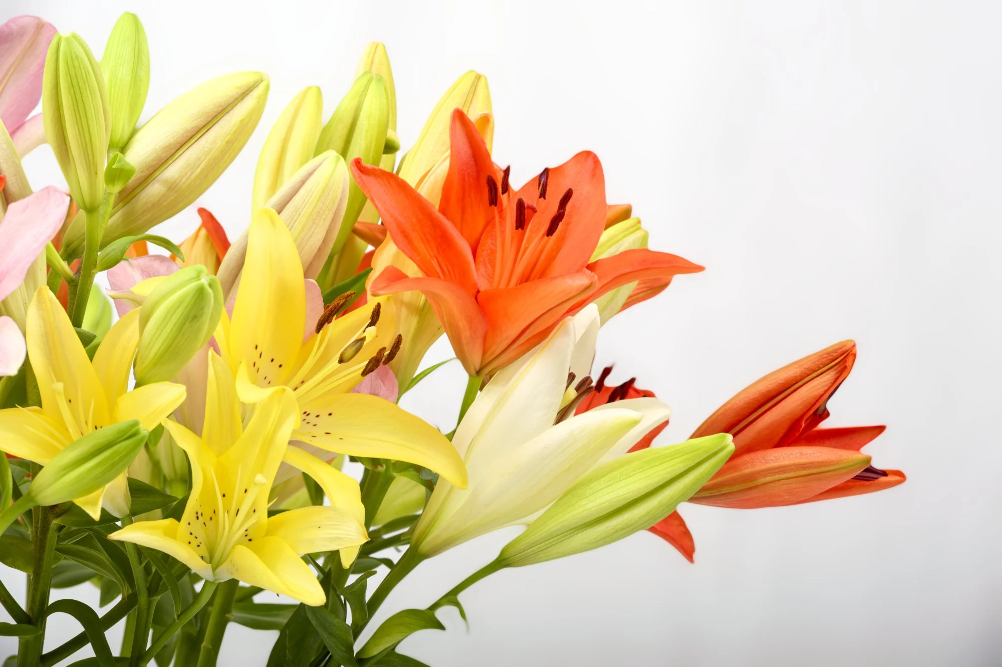 Lilliam Color