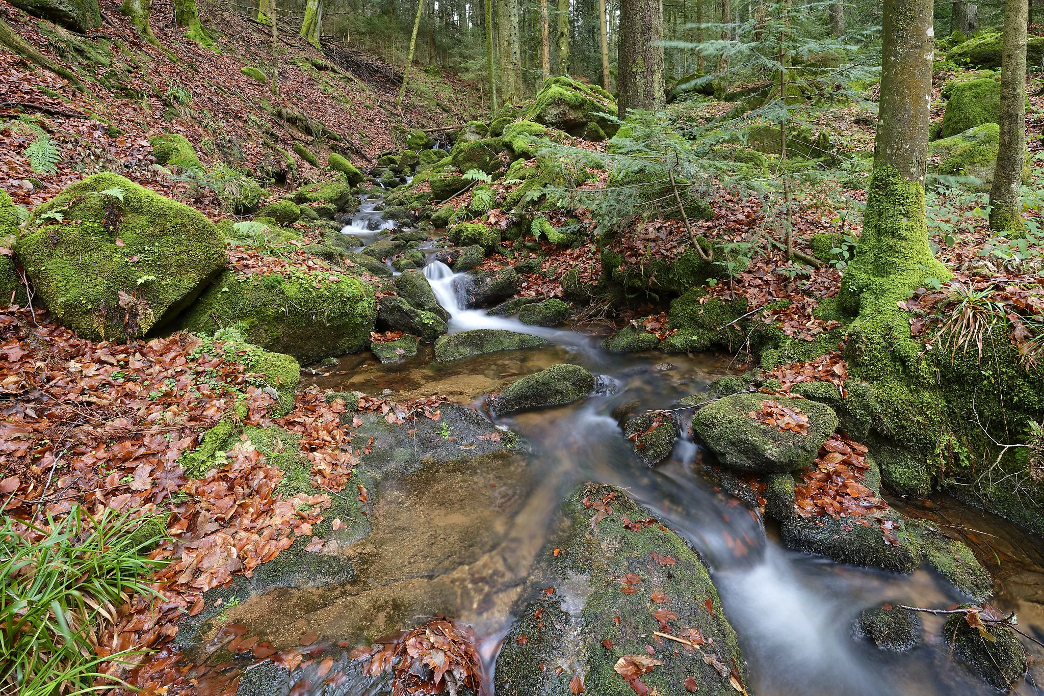 A small stream flowing through a forest with moss-covered rocks and trees, fallen leaves on the ground, and lush greenery. Black Forest Germany.
