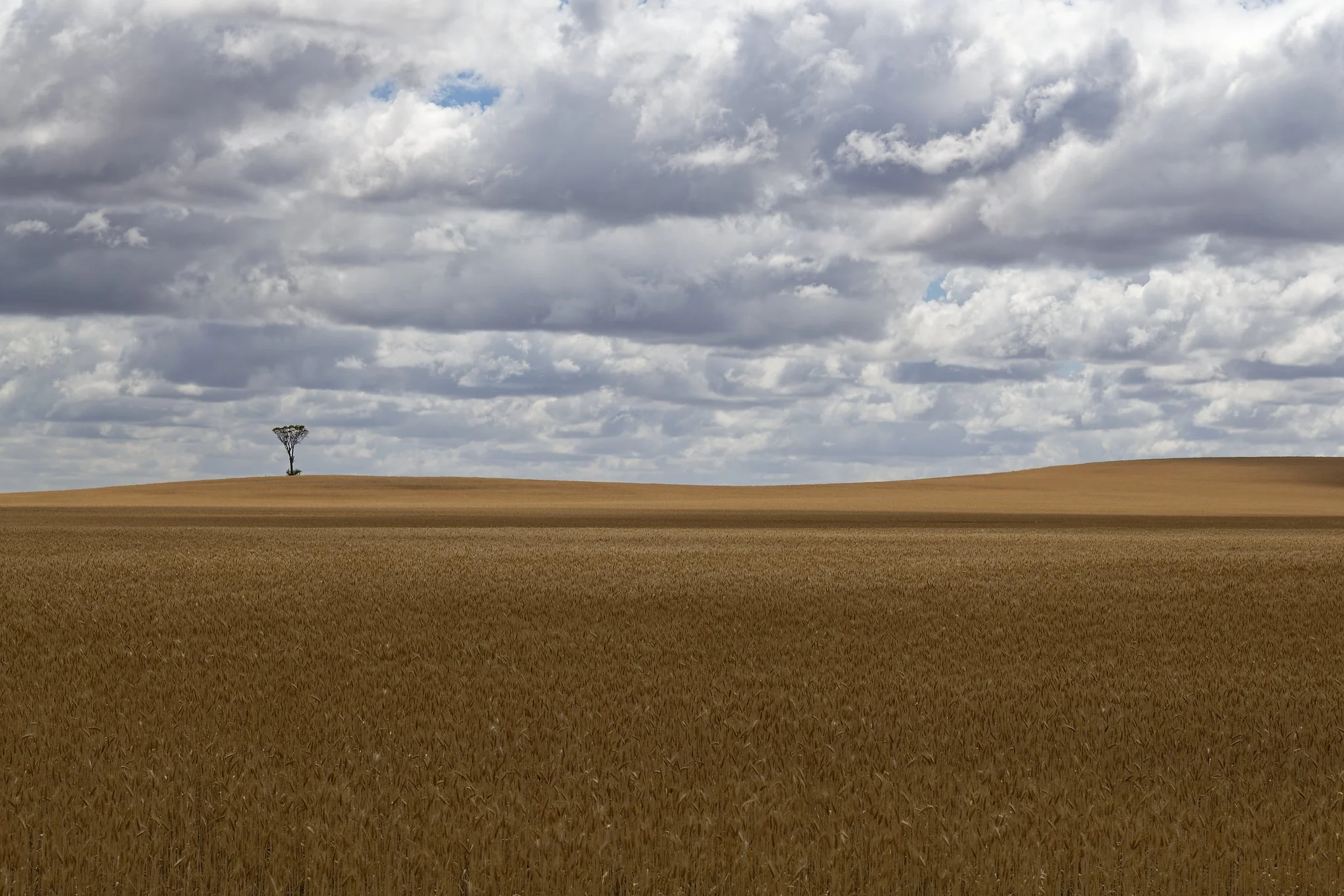 A vast field of ripe wheat, with a solitary tree on a distant hilltop under a cloudy sky. Wheat belt Western Australia.