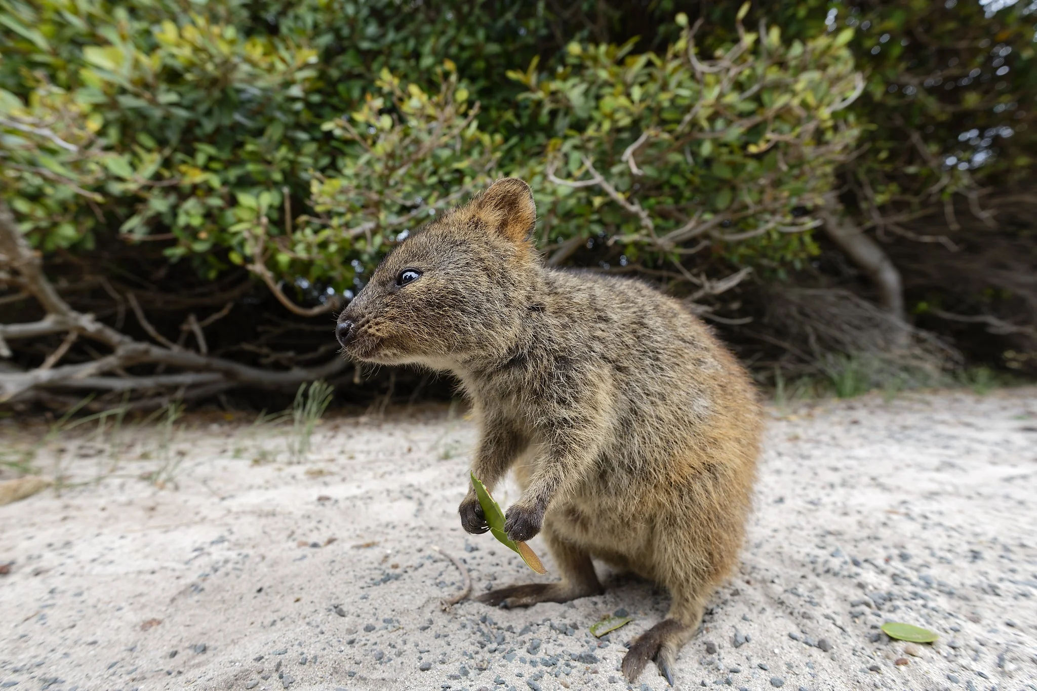 A quokka standing on sandy ground with green foliage in the background, holding a small leaf in its paw. Rottnest Island Western Australia.