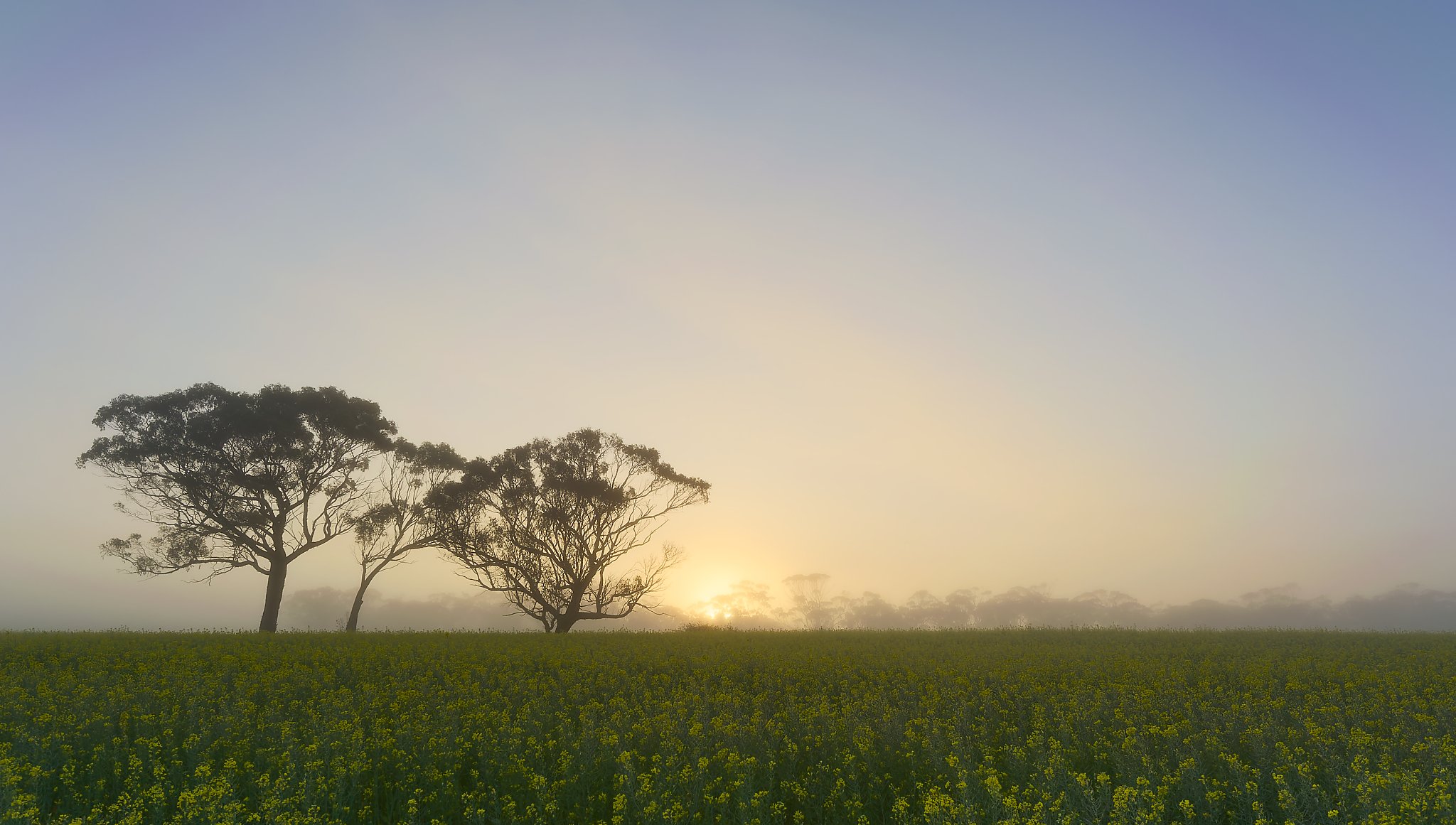 Sunrise over a field of canola and several large trees silhouetted against the sky. Wheat belt Western Australia.