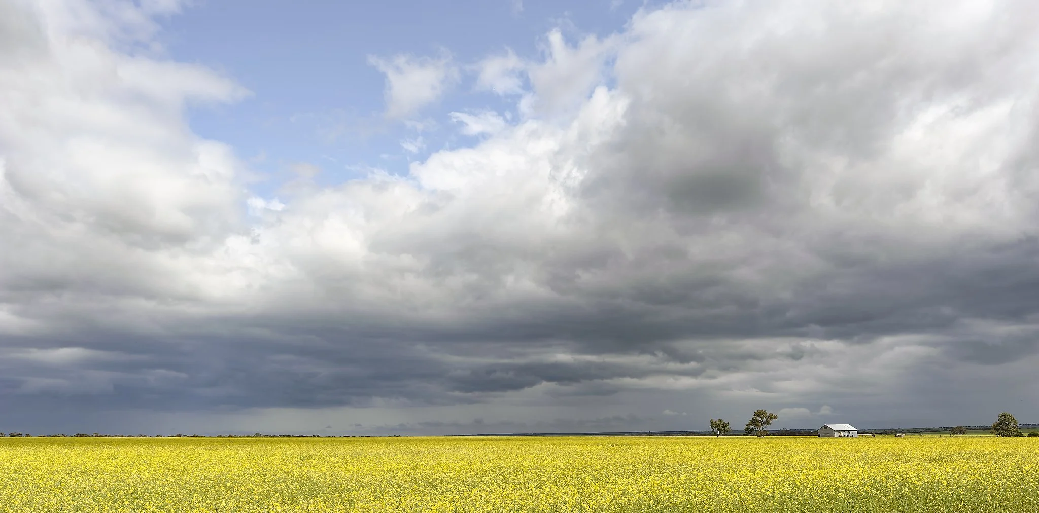 A vast yellow canola field under a cloudy sky, with a small white barn and a few trees in the distance. Wheat belt Western Australia.