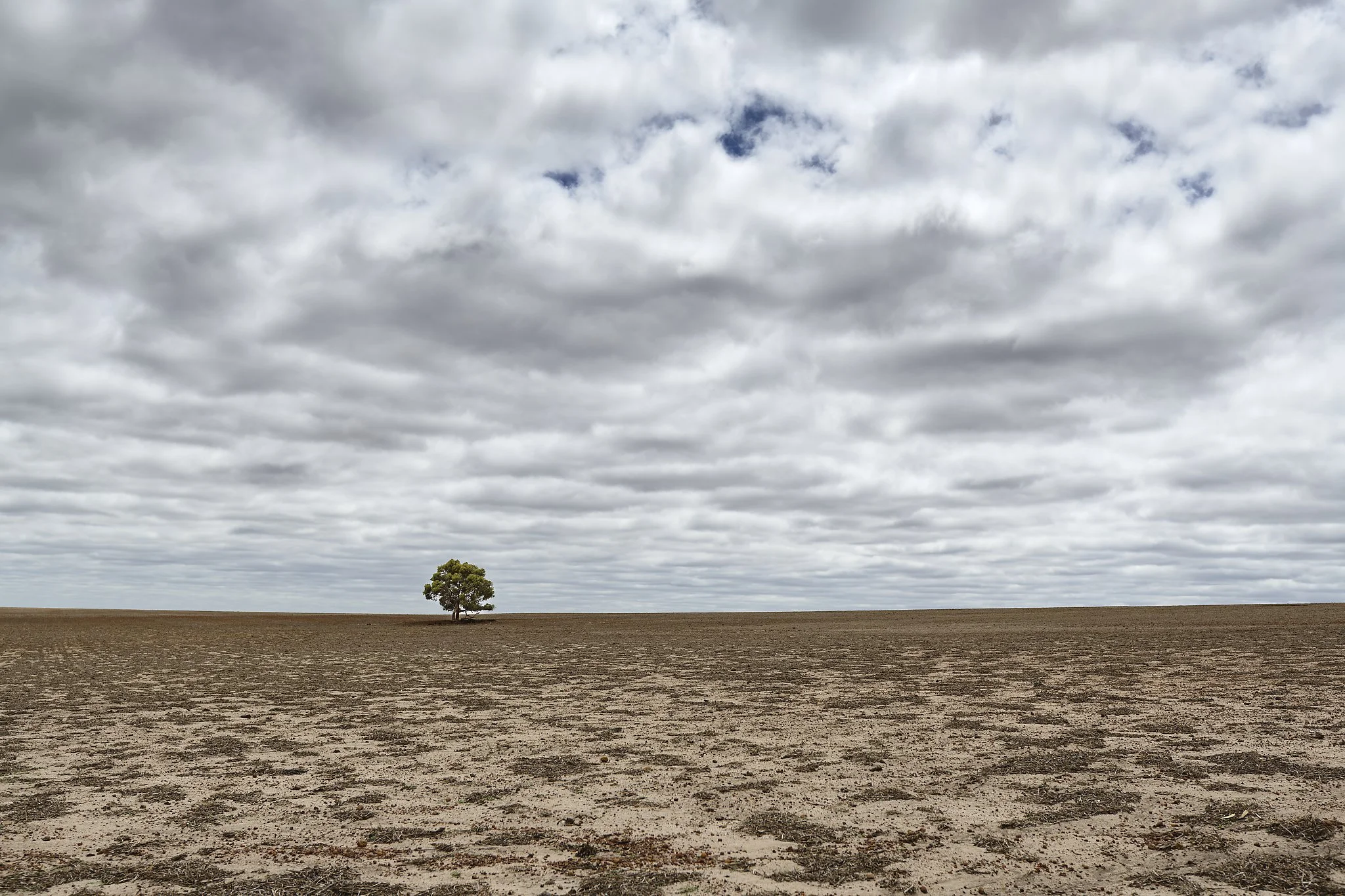 A solitary tree in the middle of a barren, cracked, and dry land with a cloudy sky overhead. Wheatbelt Western Australia.