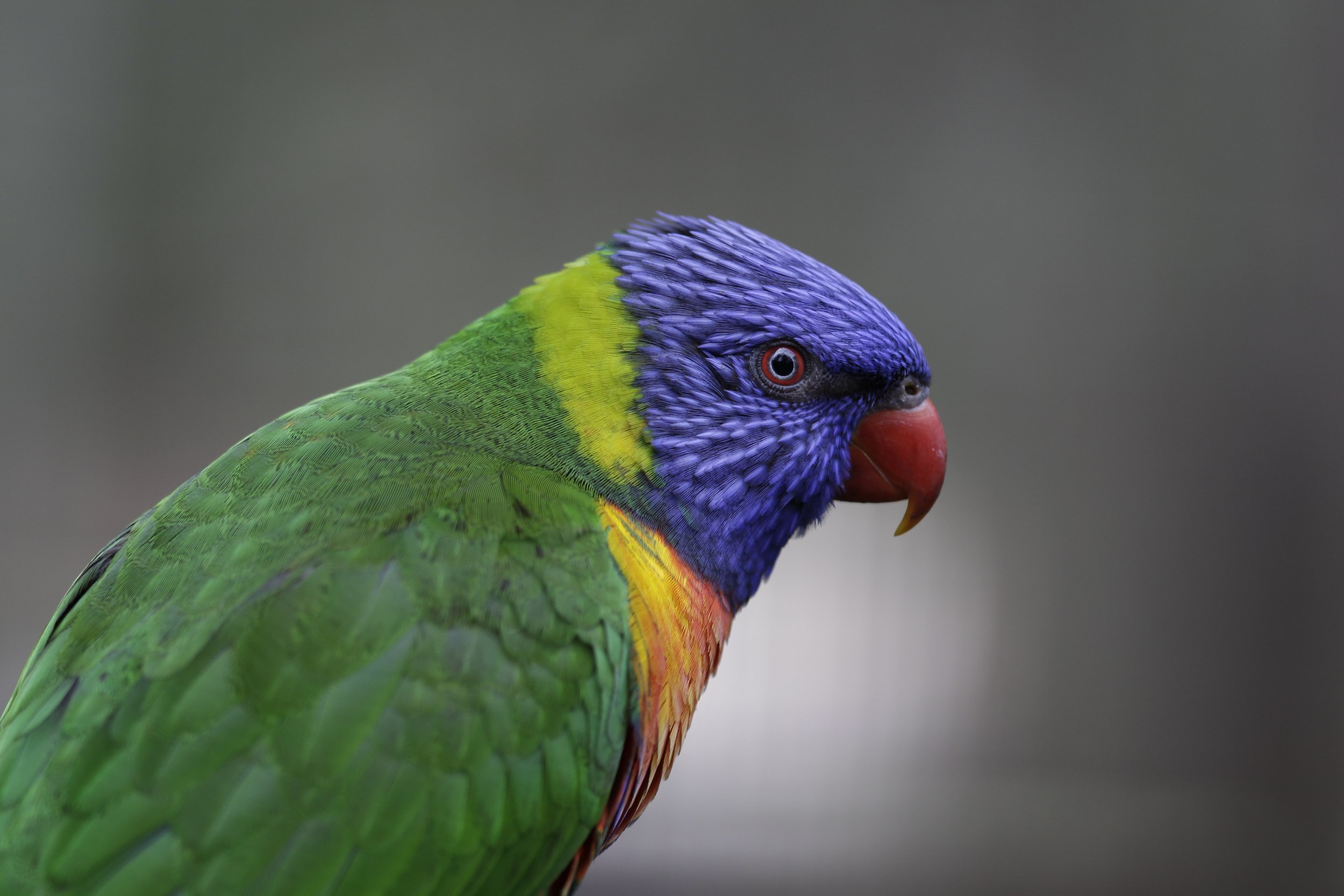 Australian Rainbow Lorikeet