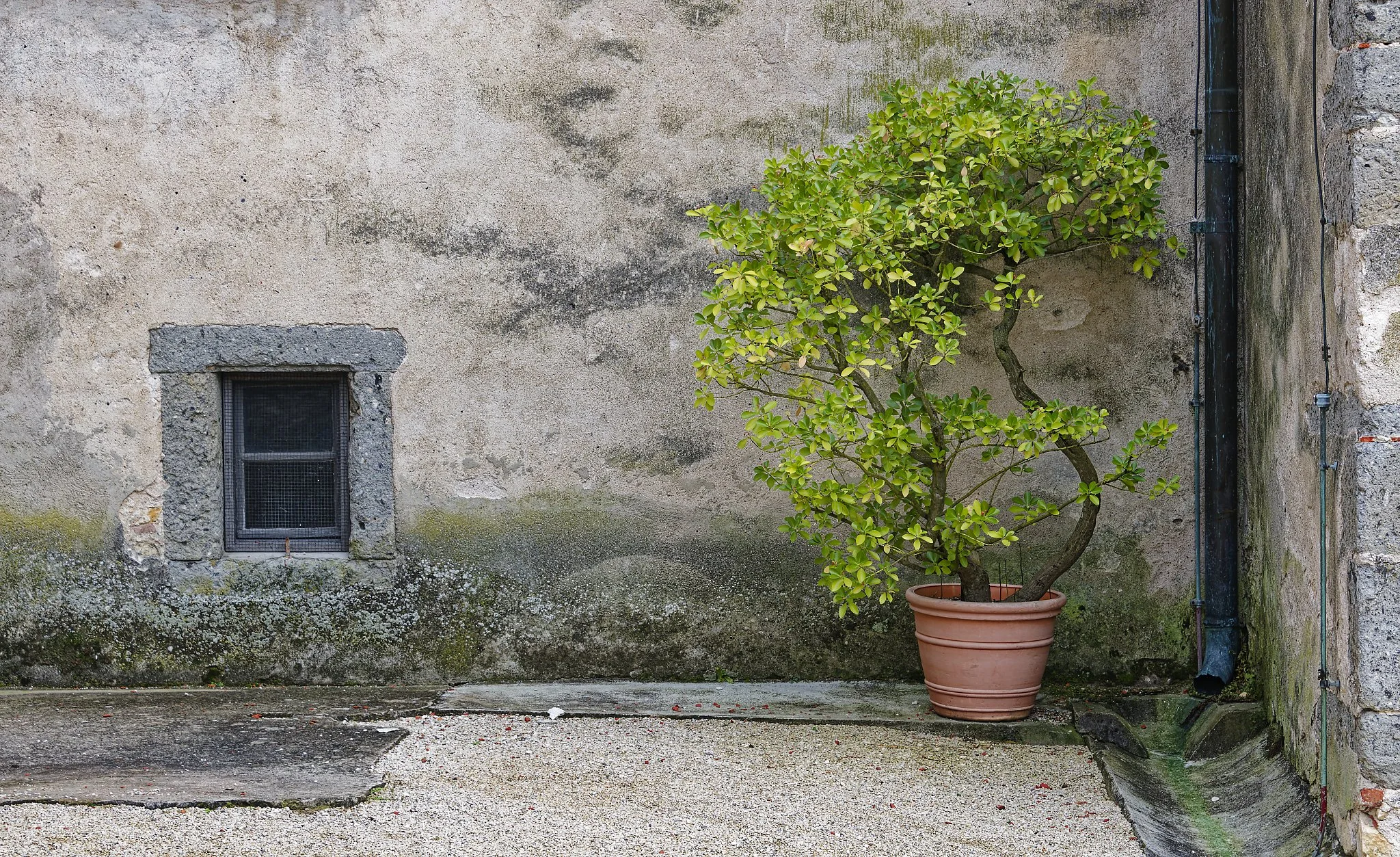 A small potted tree with green leaves grows next to a weathered, beige stone wall with a small, barred window.