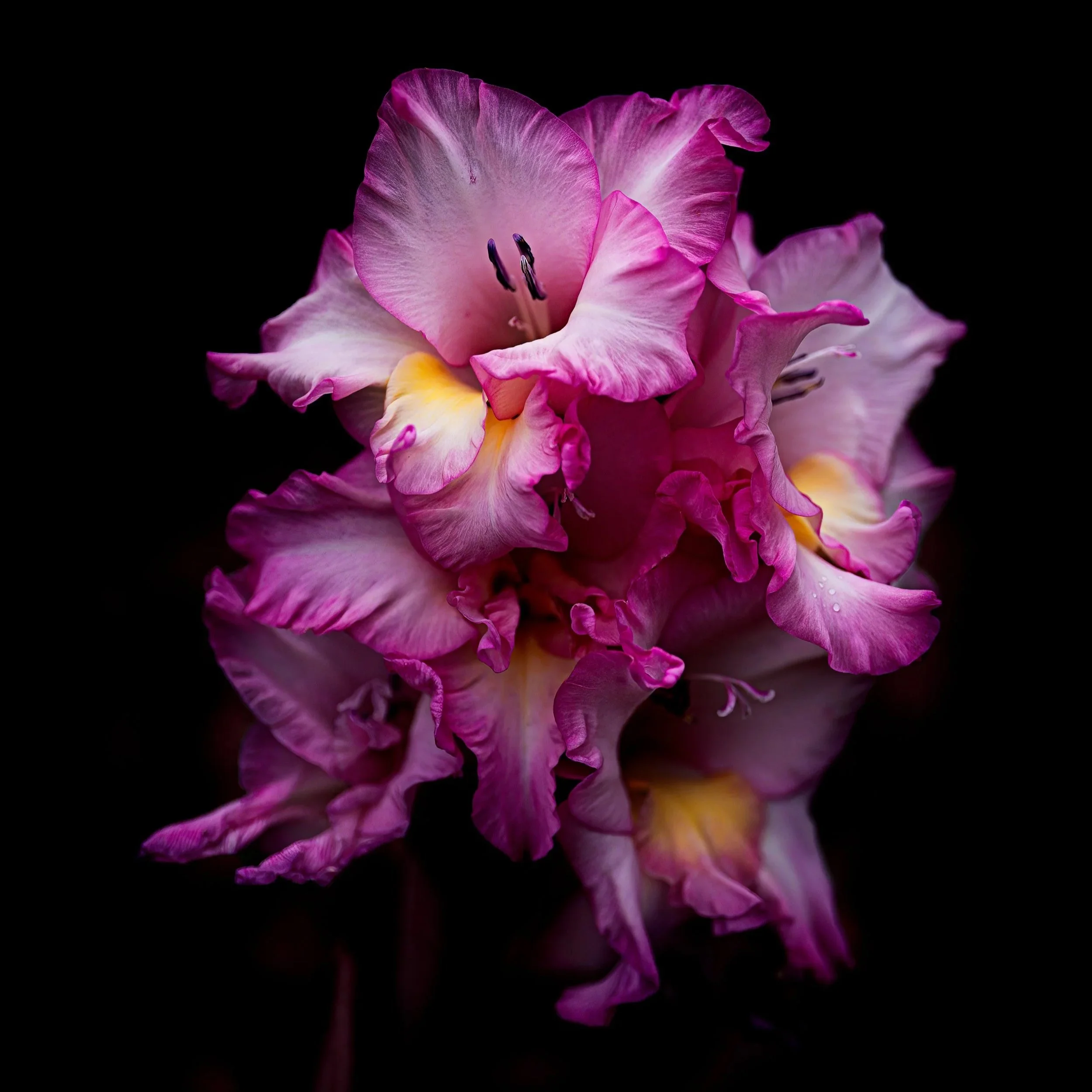 Pink gladiolus