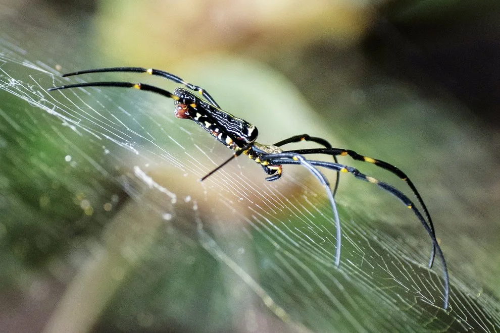 A giant orb spider sits on her web in Koh Kong, Cambodia