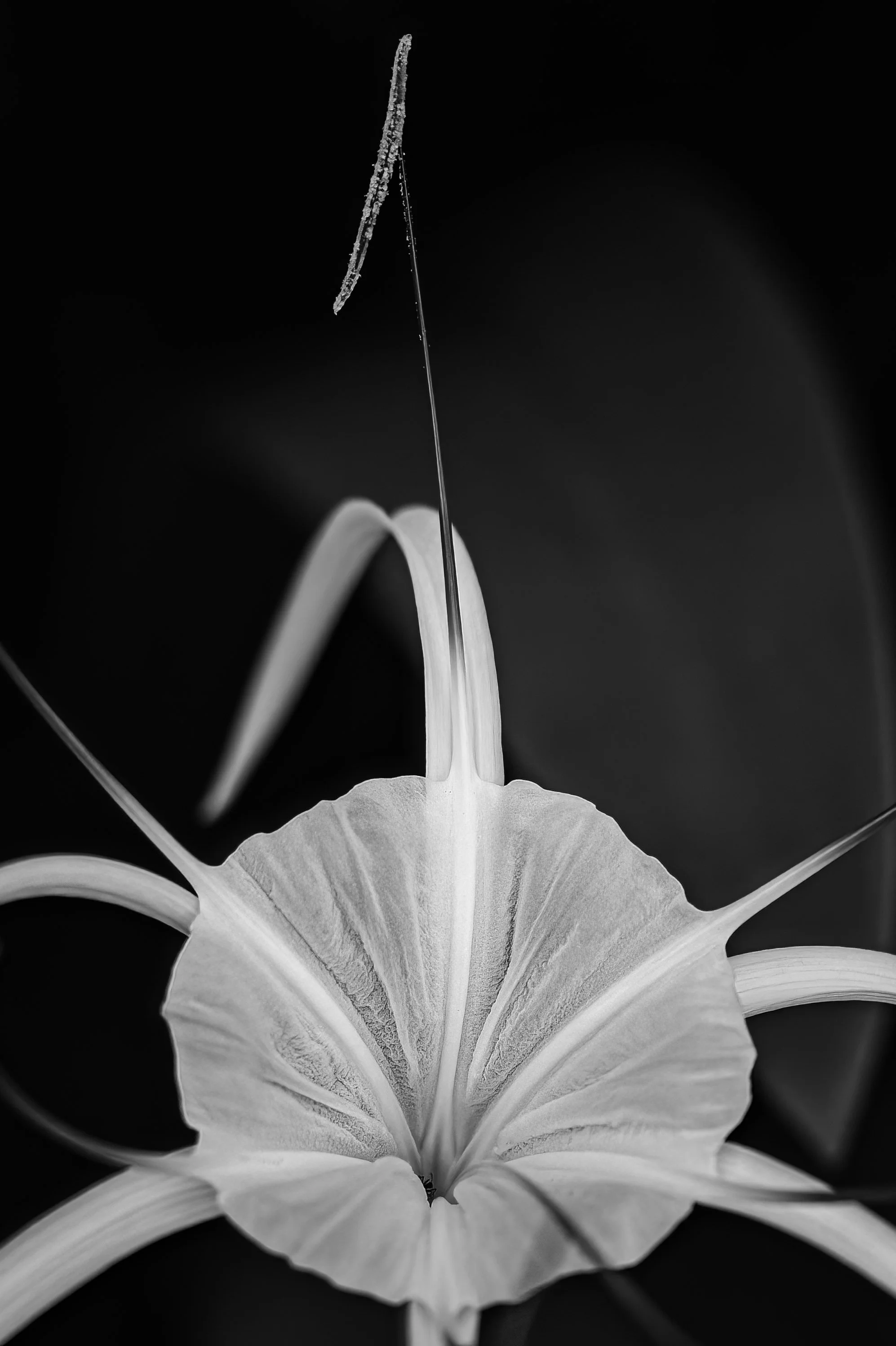 Spider Lily 