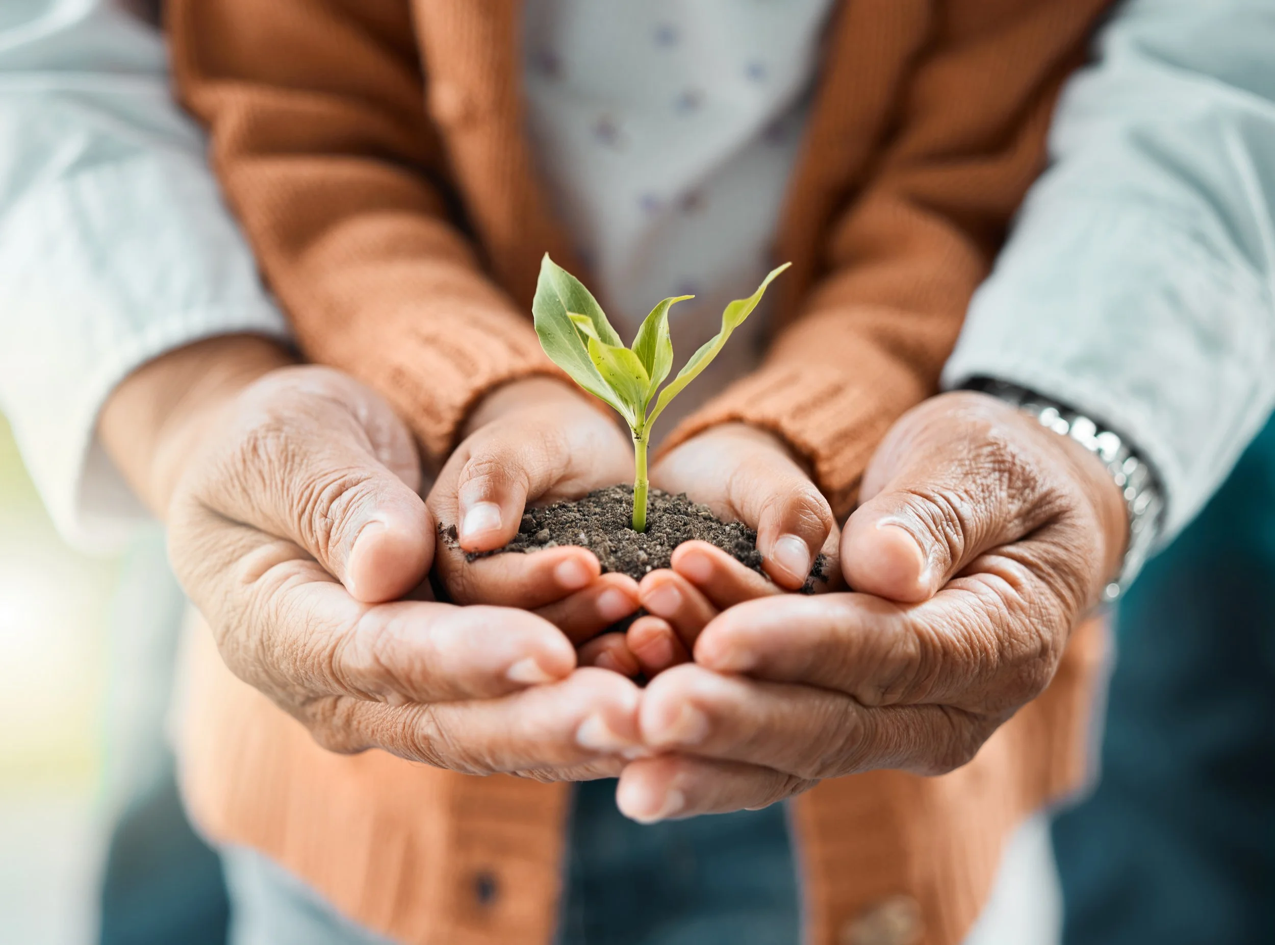 Person holding a seedling with green leaves in their hands supported by an older, wiser person, with focus on the plant and its growth.