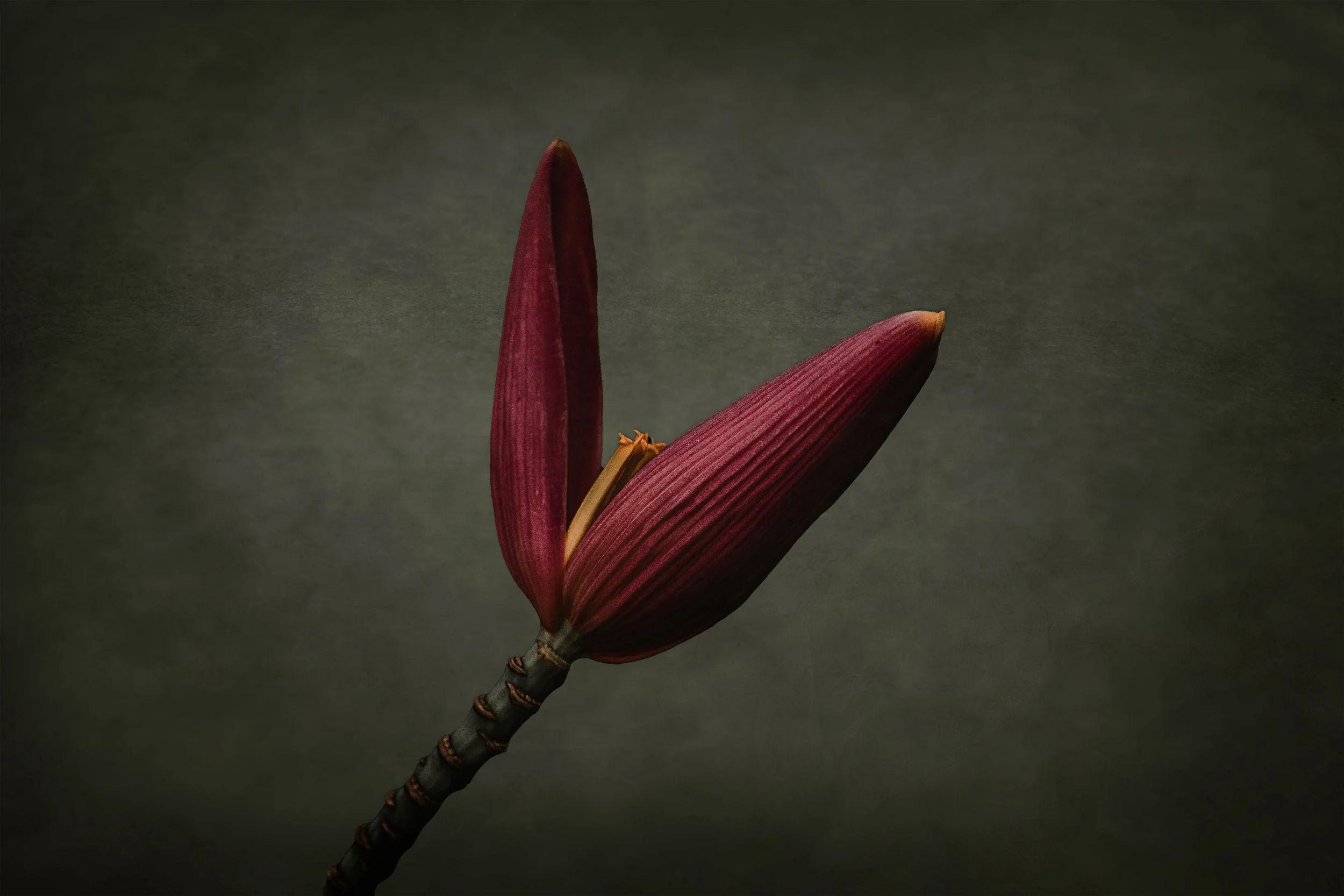 Banana Flower