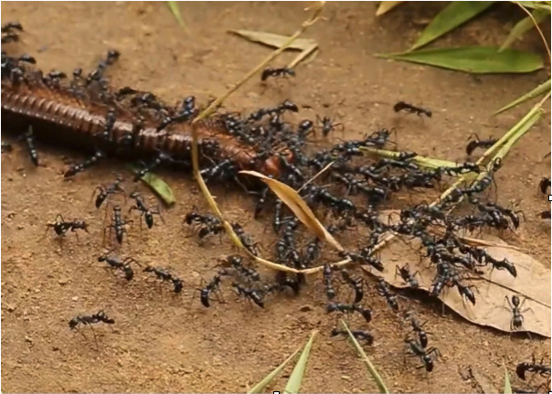 Leptogenys ants swarm a millipede in the forests around the Angkor temple complex near Siem Reap, Cambodia