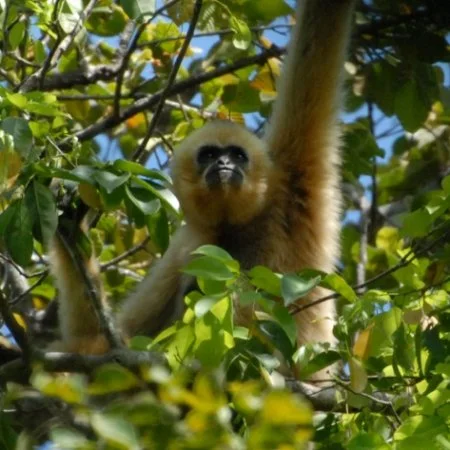 A female northern yellow-cheeked gibbon reaches for some fruit in the tree tops, in Ratanakiri, Cambodia