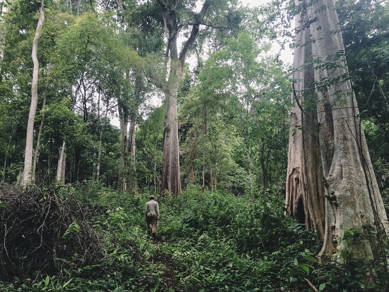A nature guide takes the lead between towering silk cotton trees in Kampong Thom, Cambodia