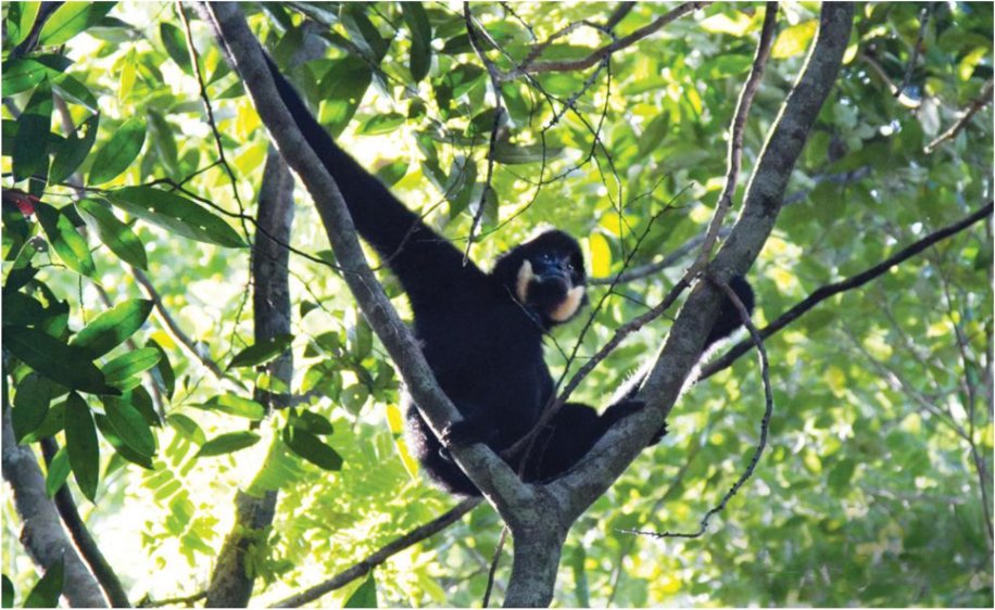 A male northern yellow cheeked gibbon observes his surroundings from the treetops in Ratanakiri, northwest Cambodia