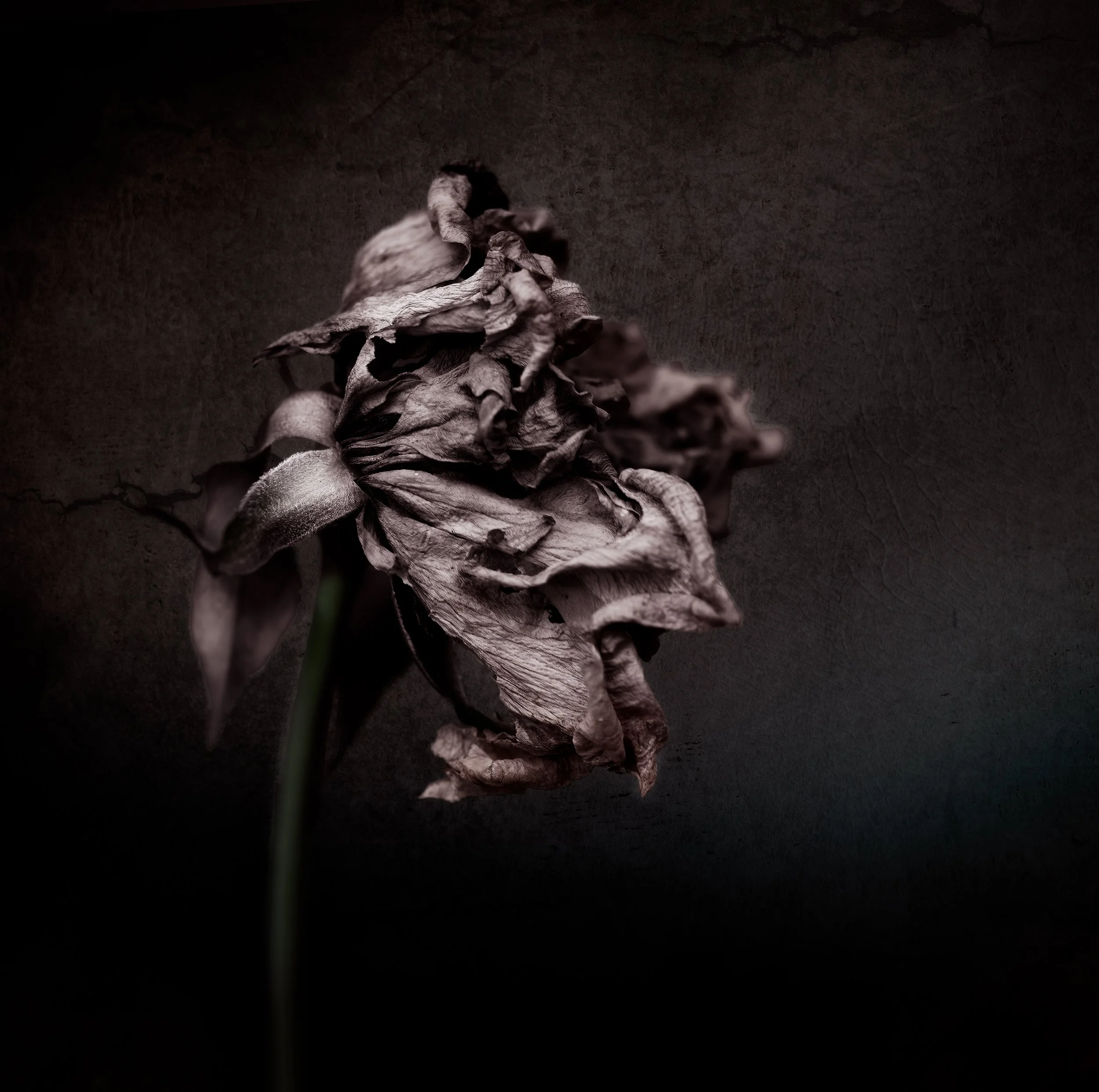 Dying Rose -- dead and dying flowers have a special place in my heart