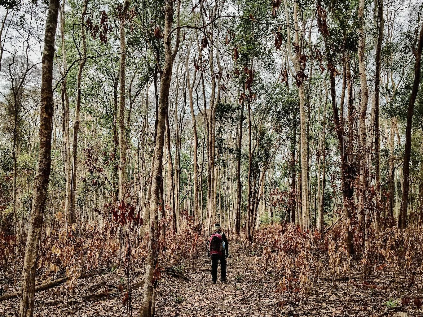 Leam Sou, Virachey National Park Forestry Administration guide, walks through a forest whose trees are parched brown by a heatwave