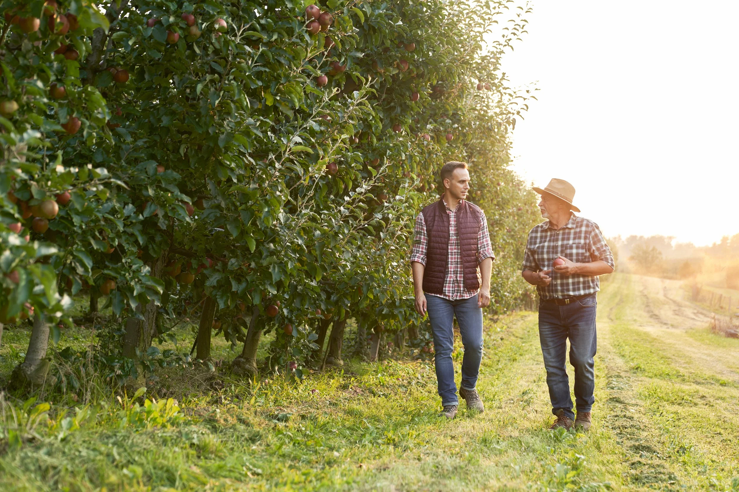 Two men walking through an apple orchard in the late afternoon or early evening, with apple trees laden with ripening apples, and sunlight filtering through the trees.
