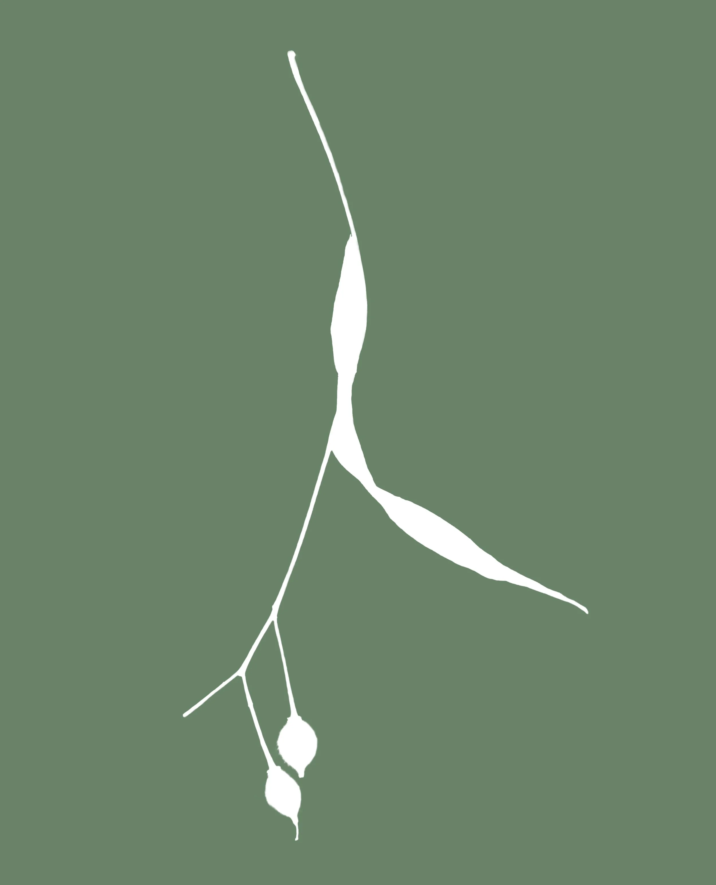 Linden leaf and seed logo for Nicky Sullivan & Michael Sullivan, grant writers and funding strategists
